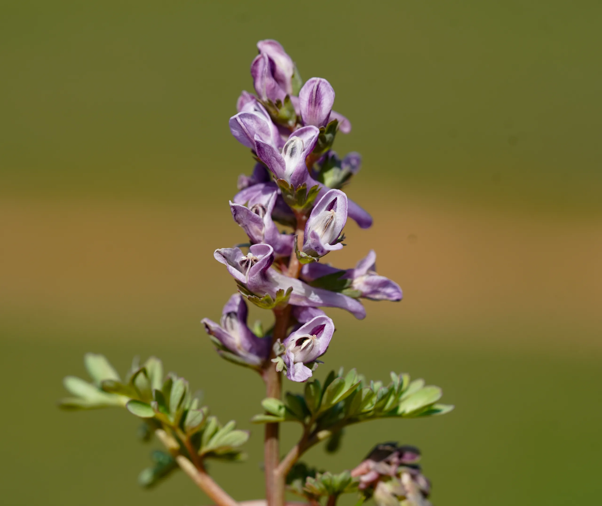 Corydalis wendelboi subsp. congesta