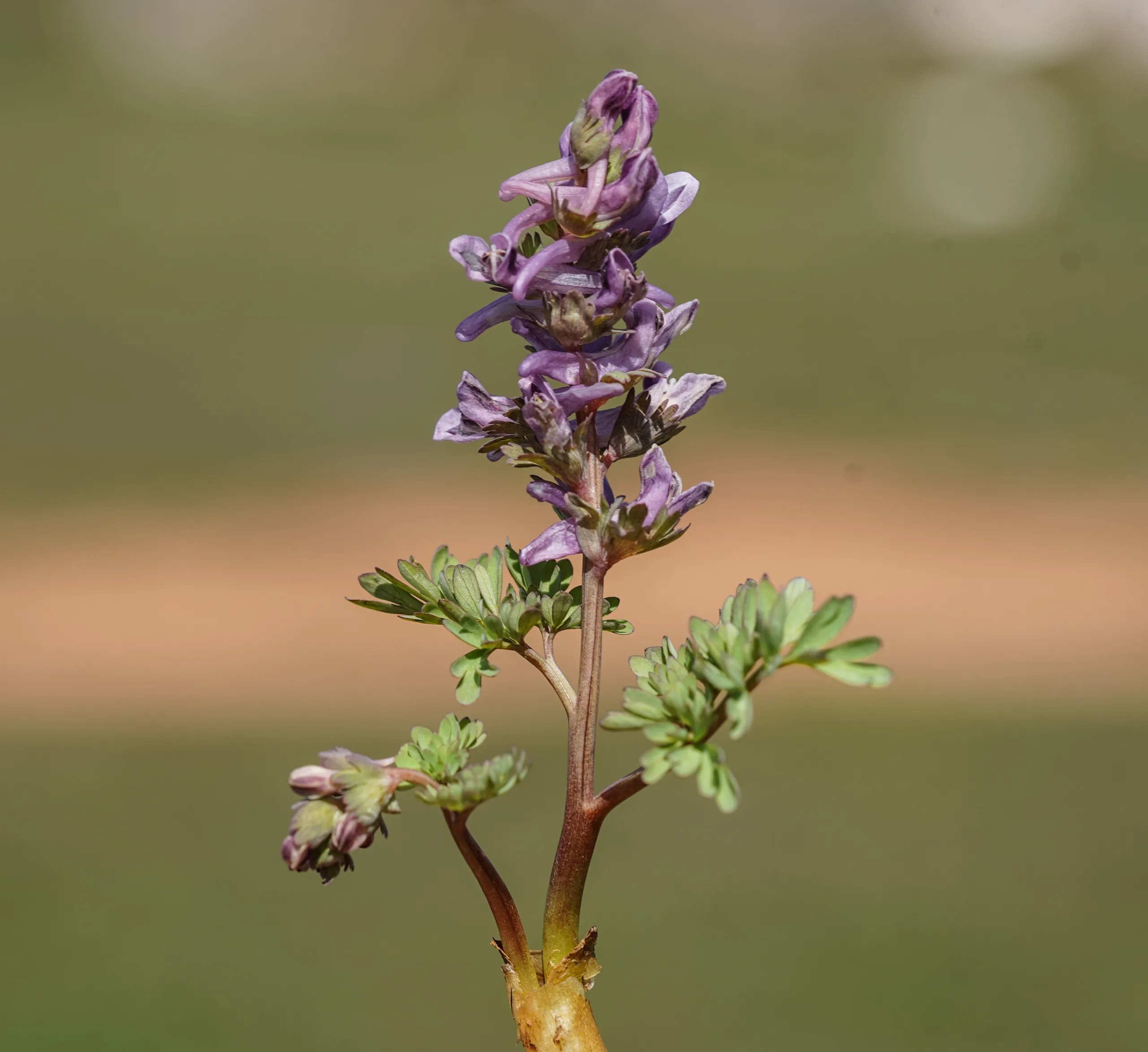 Corydalis wendelboi subsp. congesta