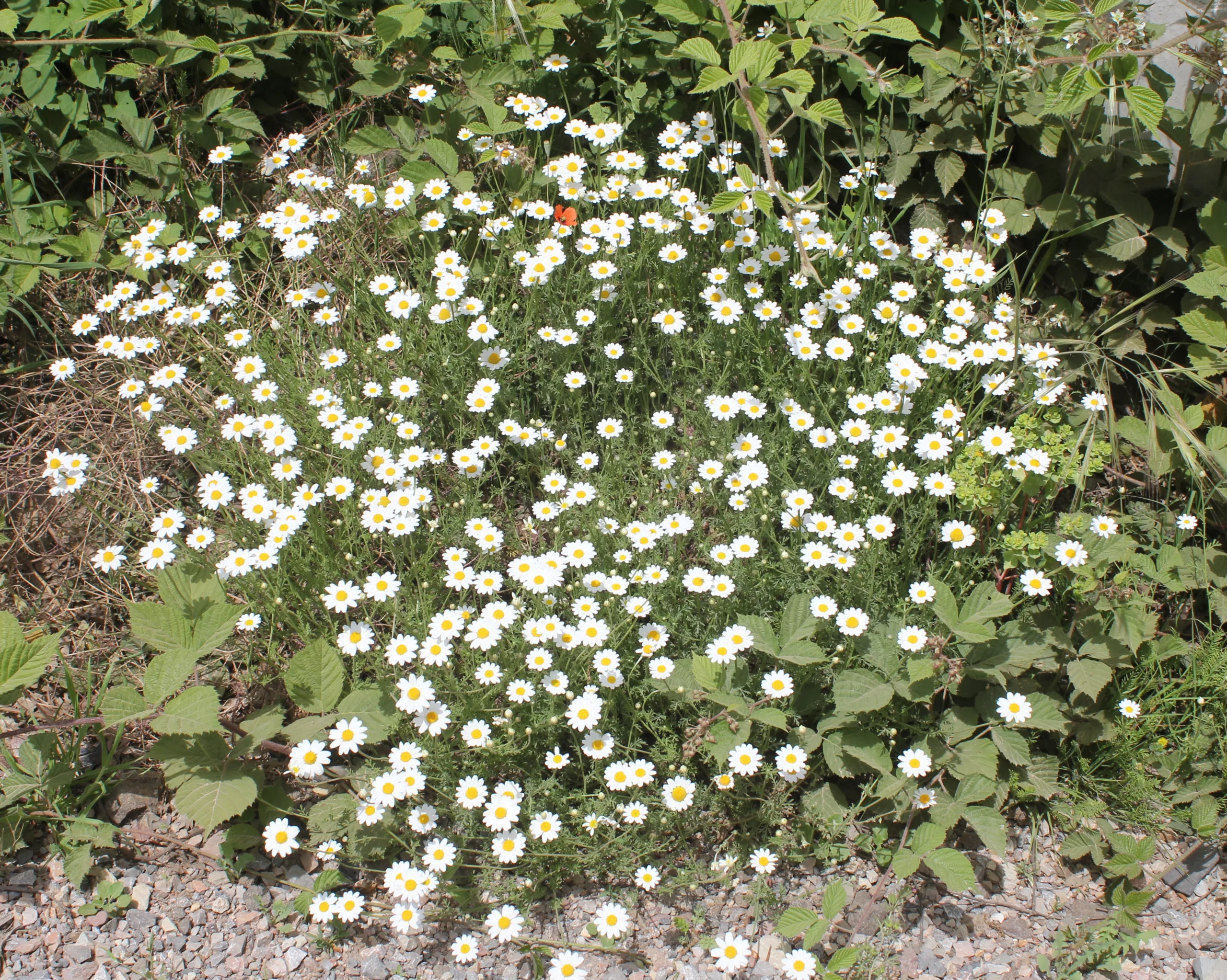 Cota tinctoria subsp. parnassica