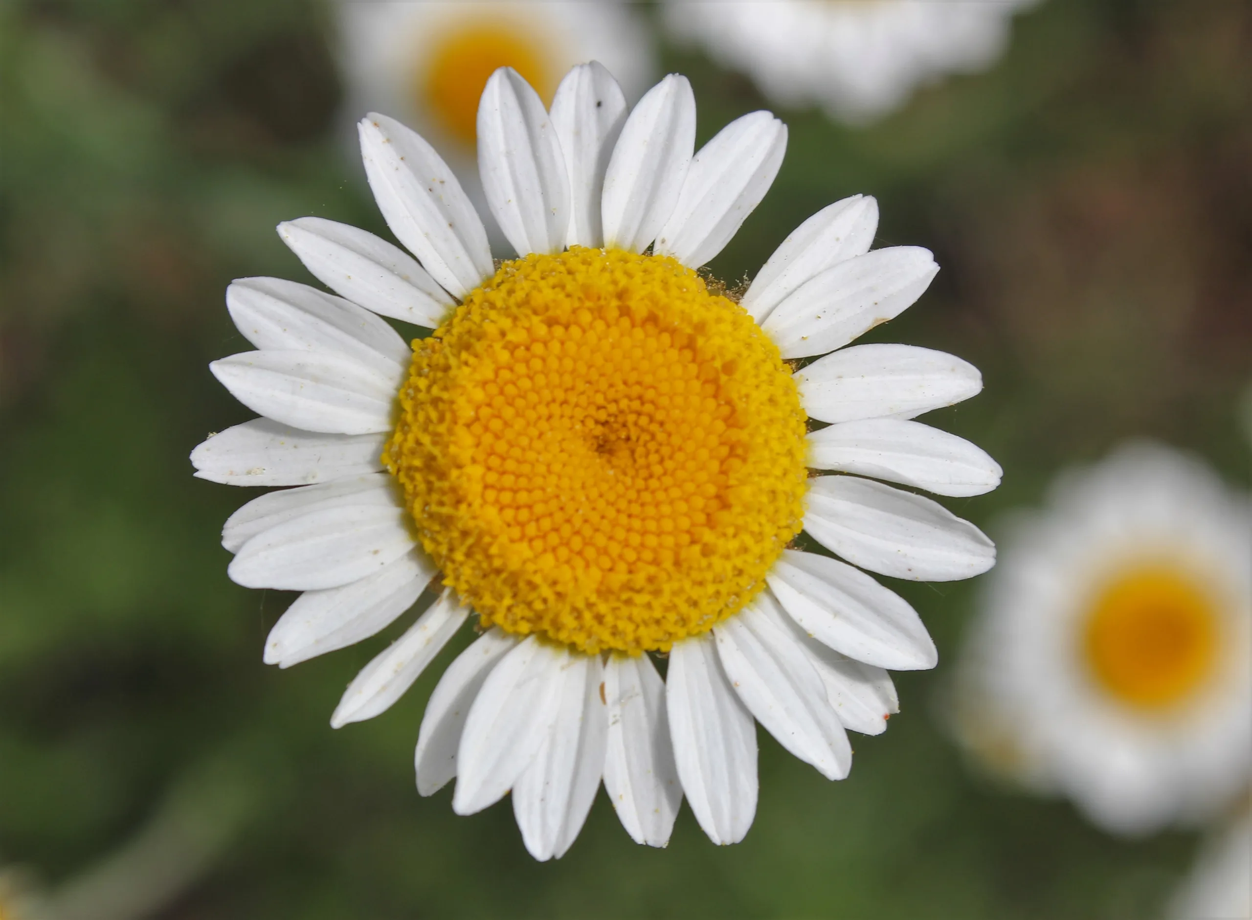 Cota tinctoria subsp. parnassica (Solgun papatya)