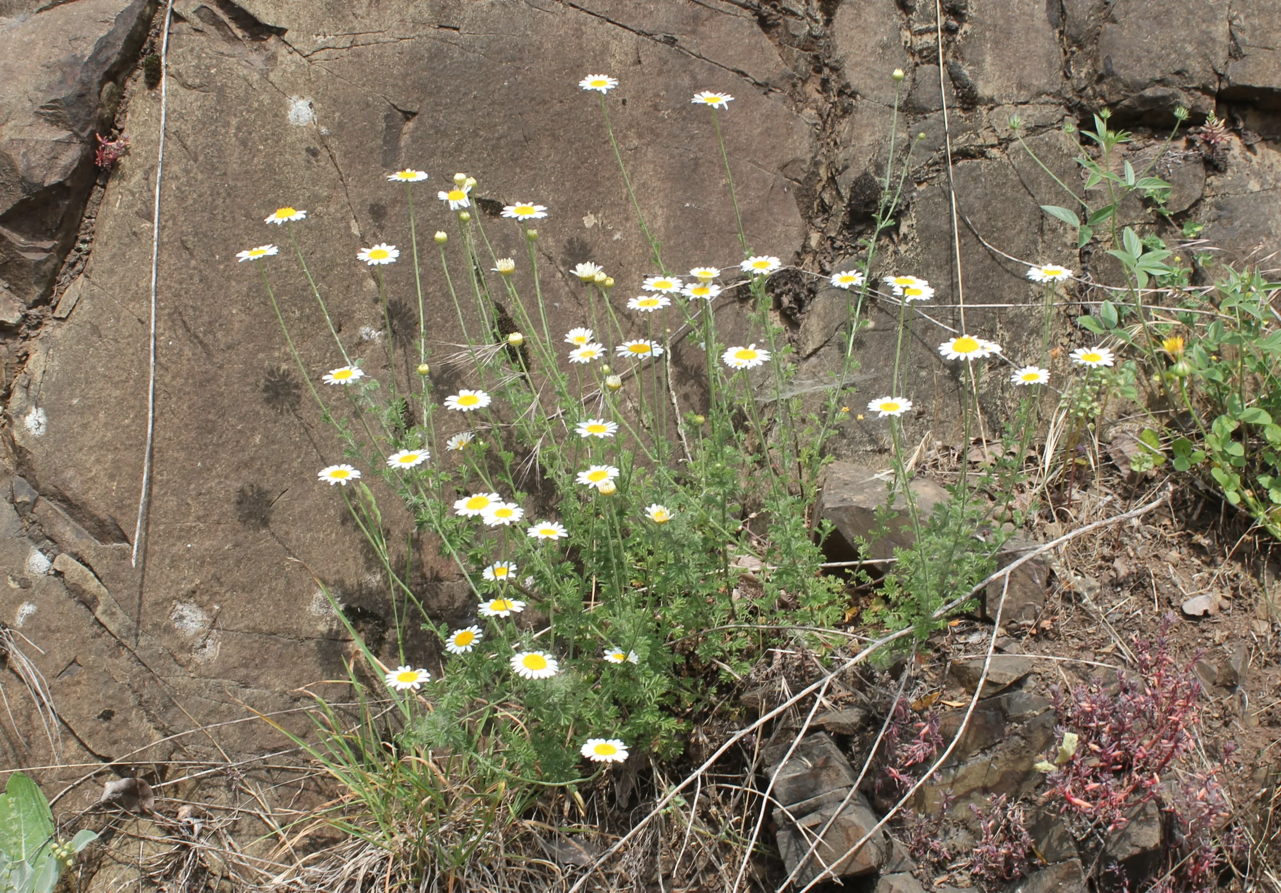 Cota tinctoria subsp. parnassica