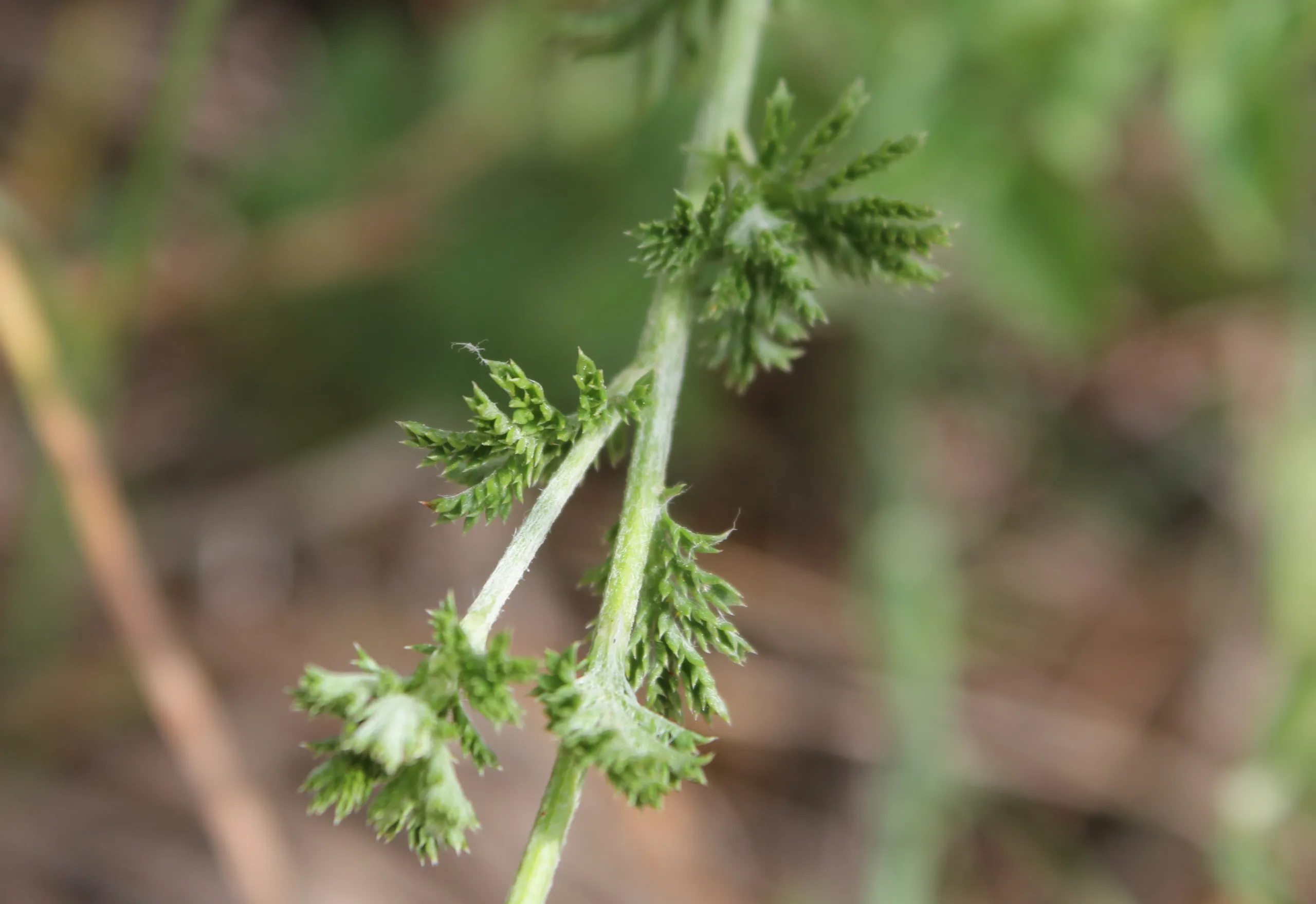 Cota tinctoria subsp. parnassica