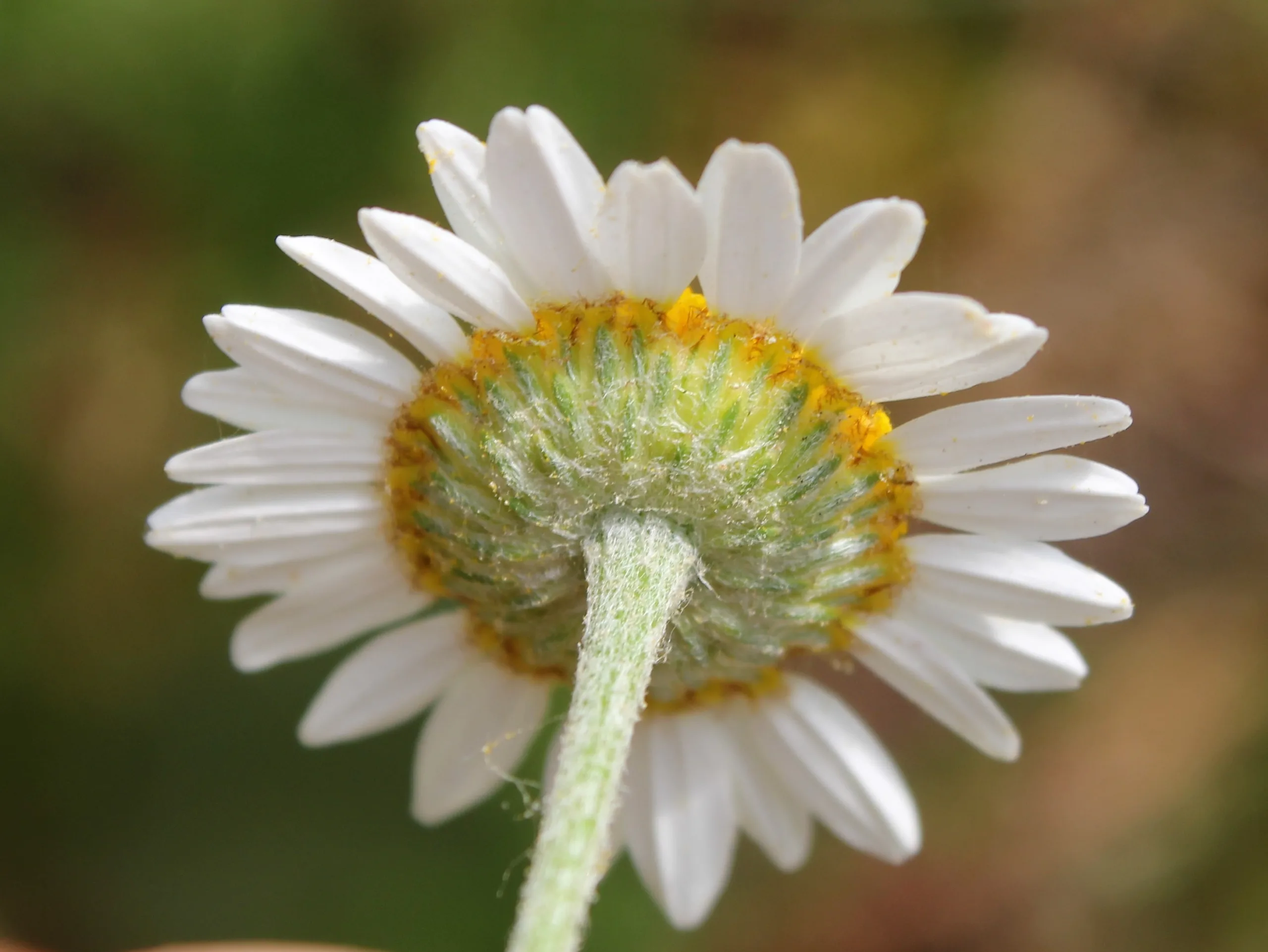 Cota tinctoria subsp. parnassica