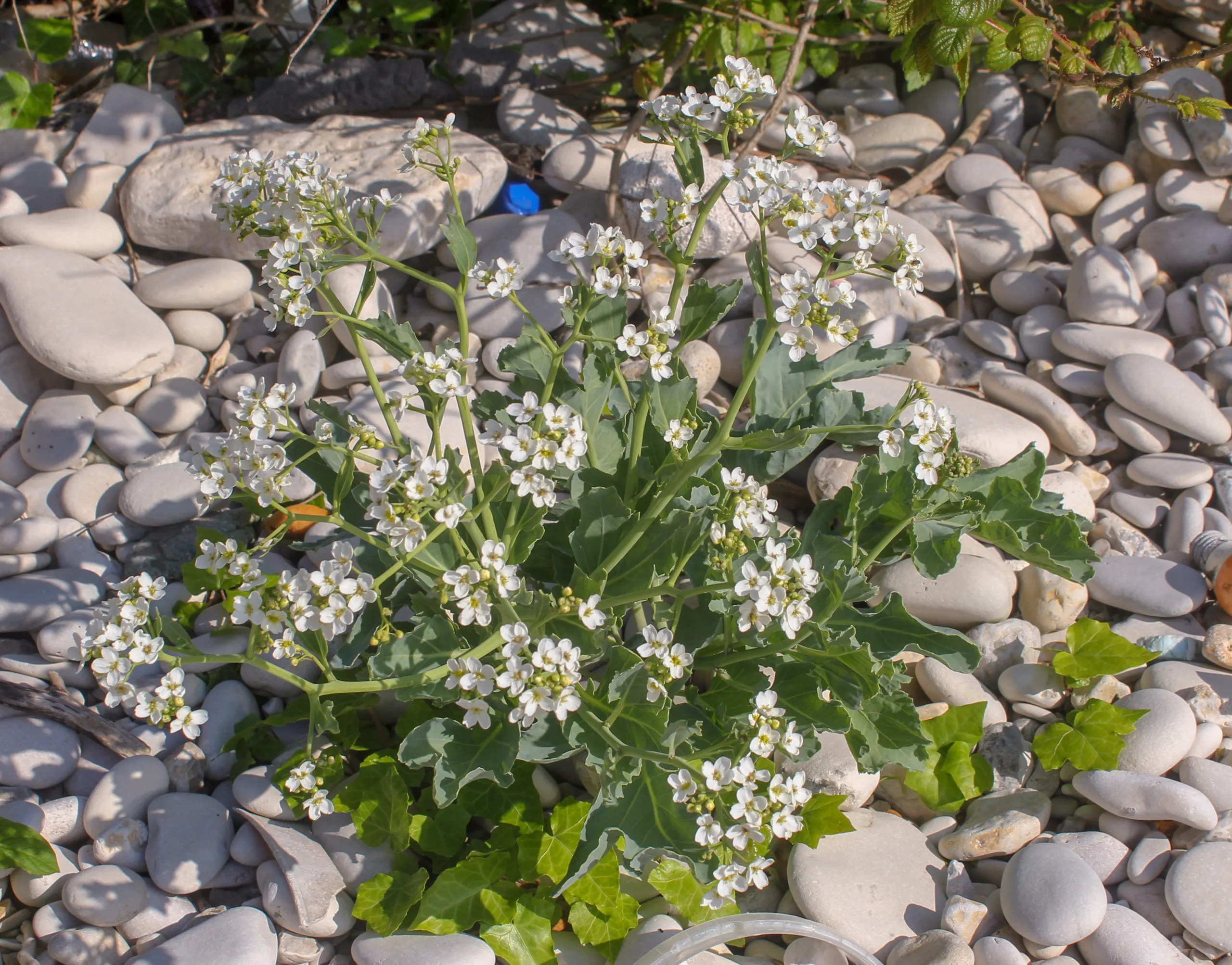 Crambe maritima
