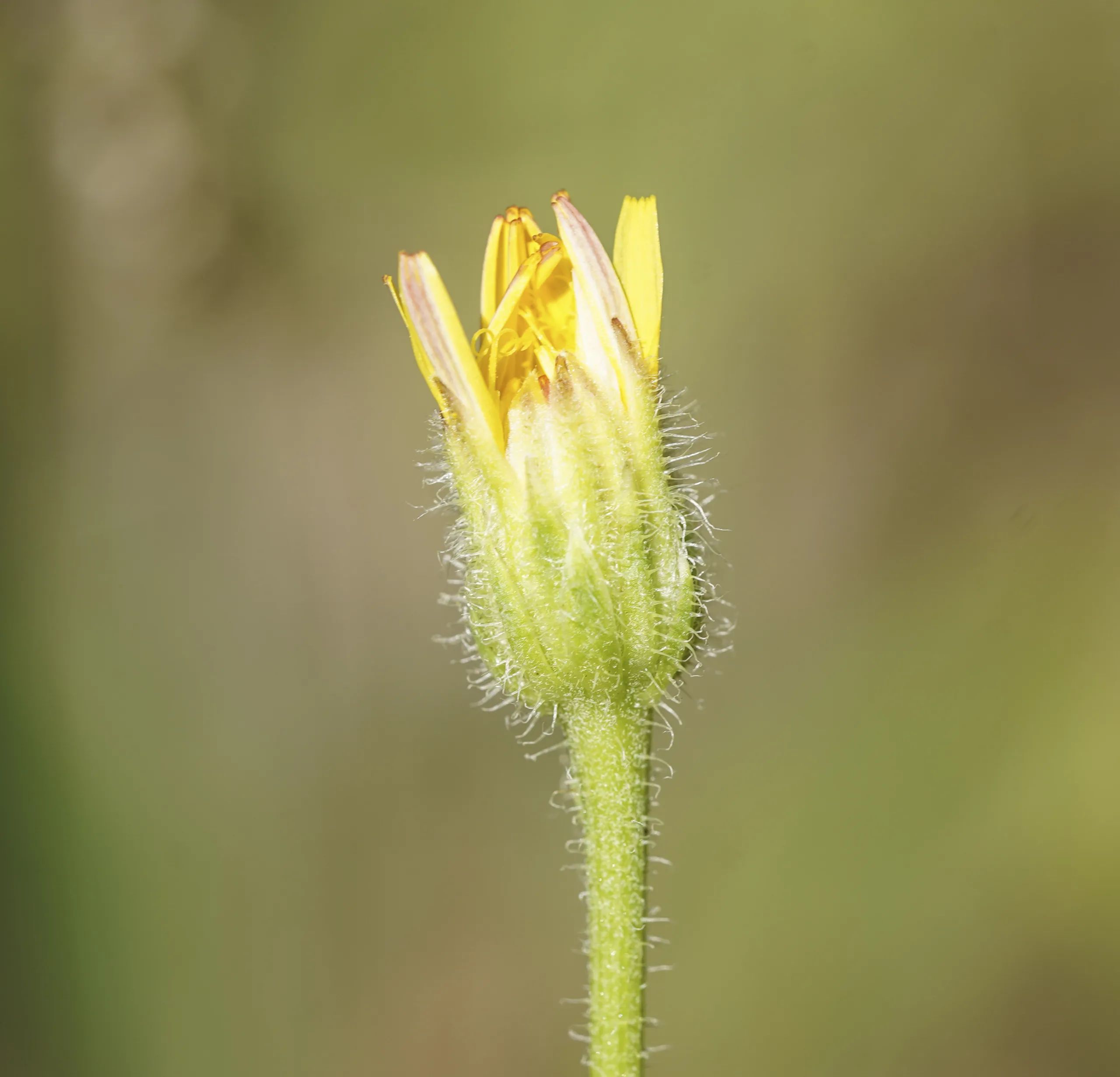 Crepis foetida