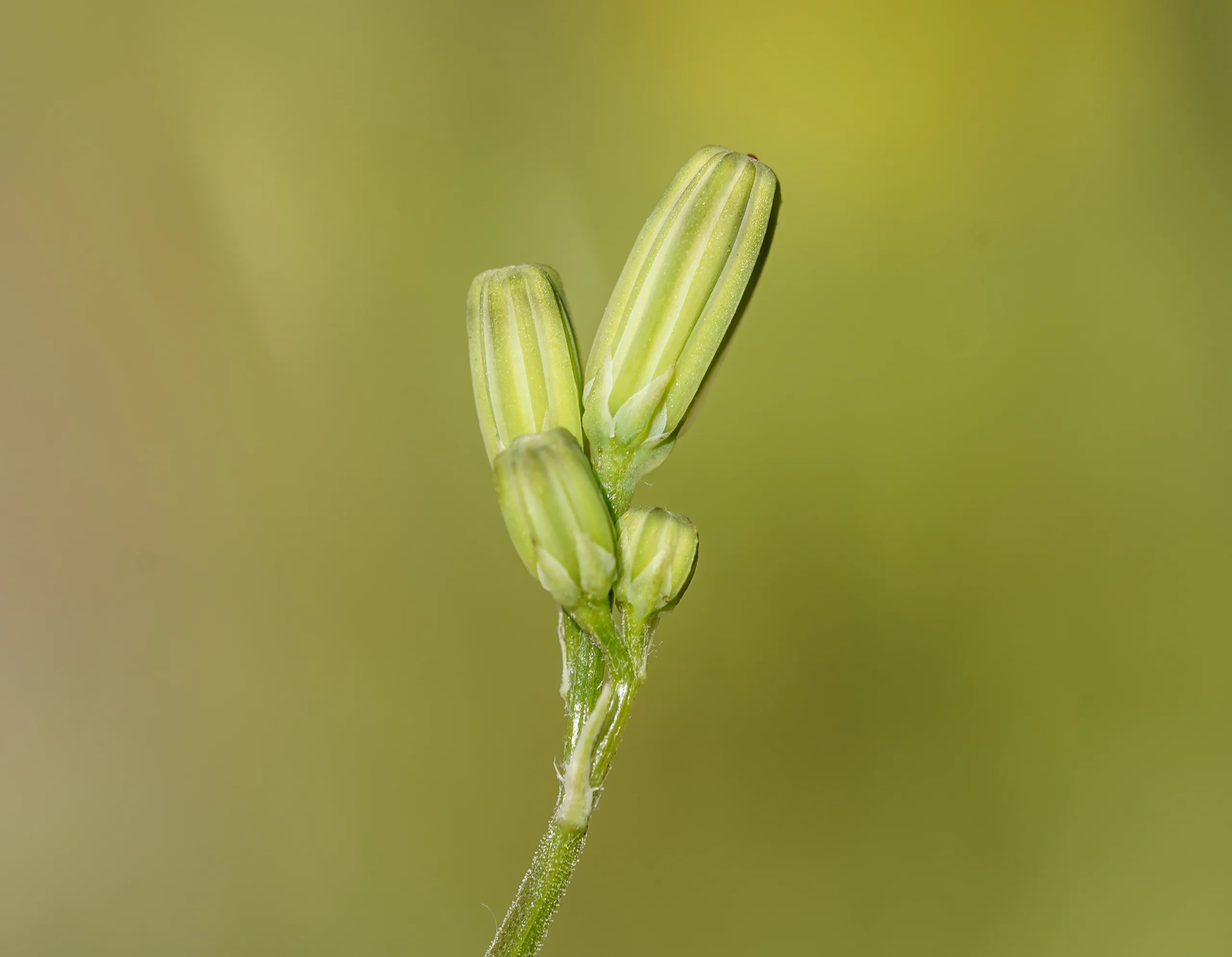 Crepis pulchra (Zarif kıskıs) - Kocaeli Bitkileri
