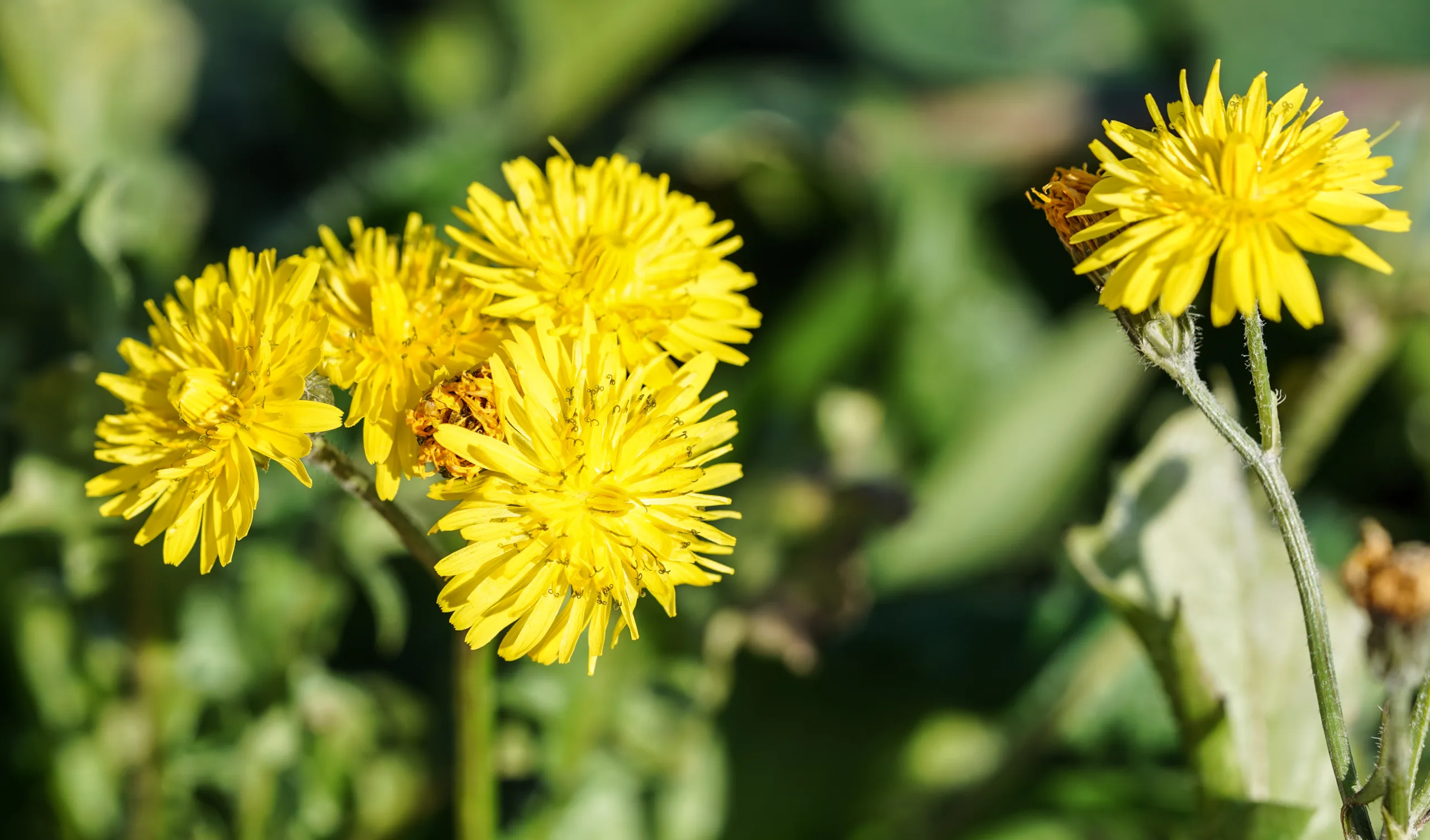 Crepis sancta