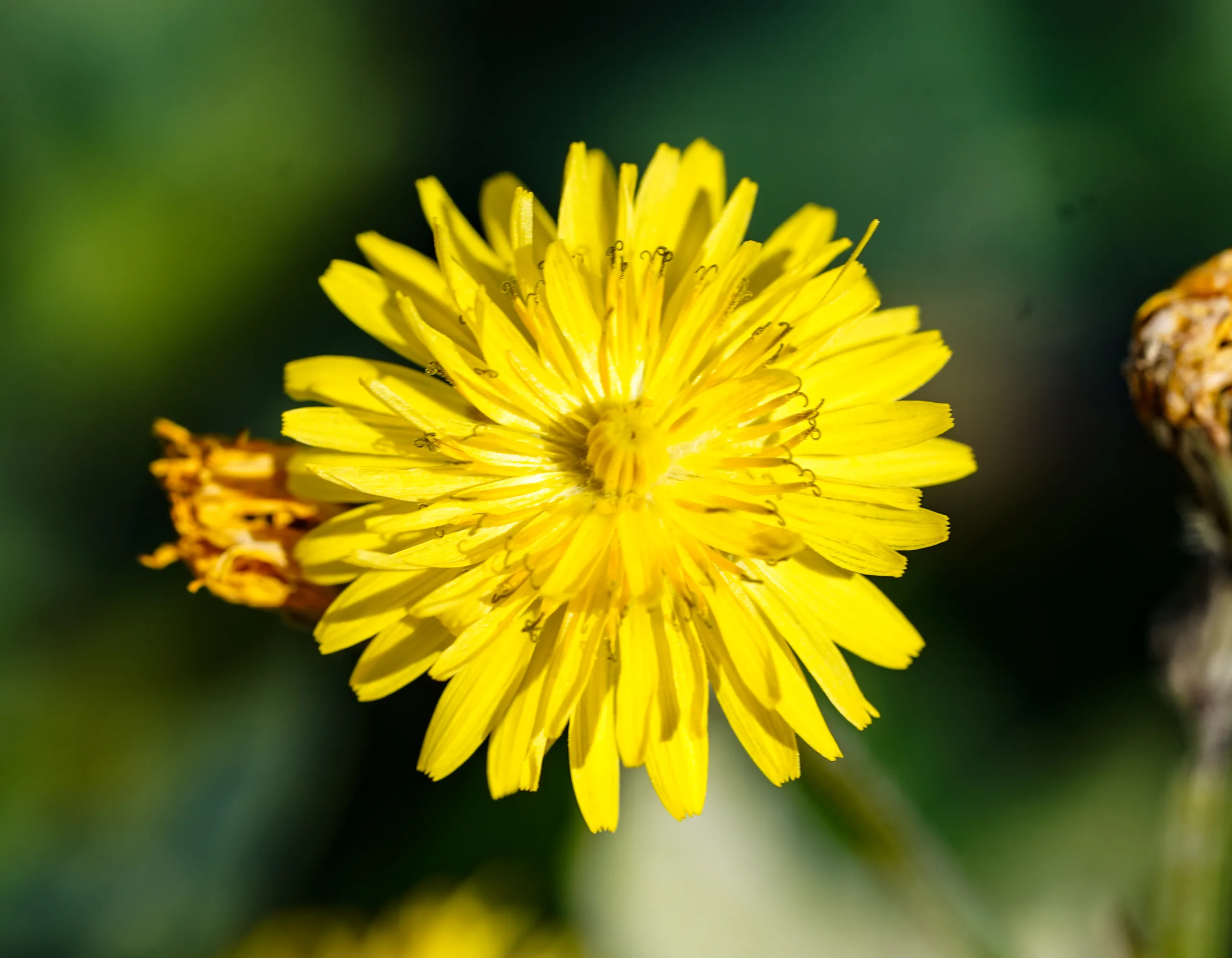 Crepis sancta (Yaban kıskısı)