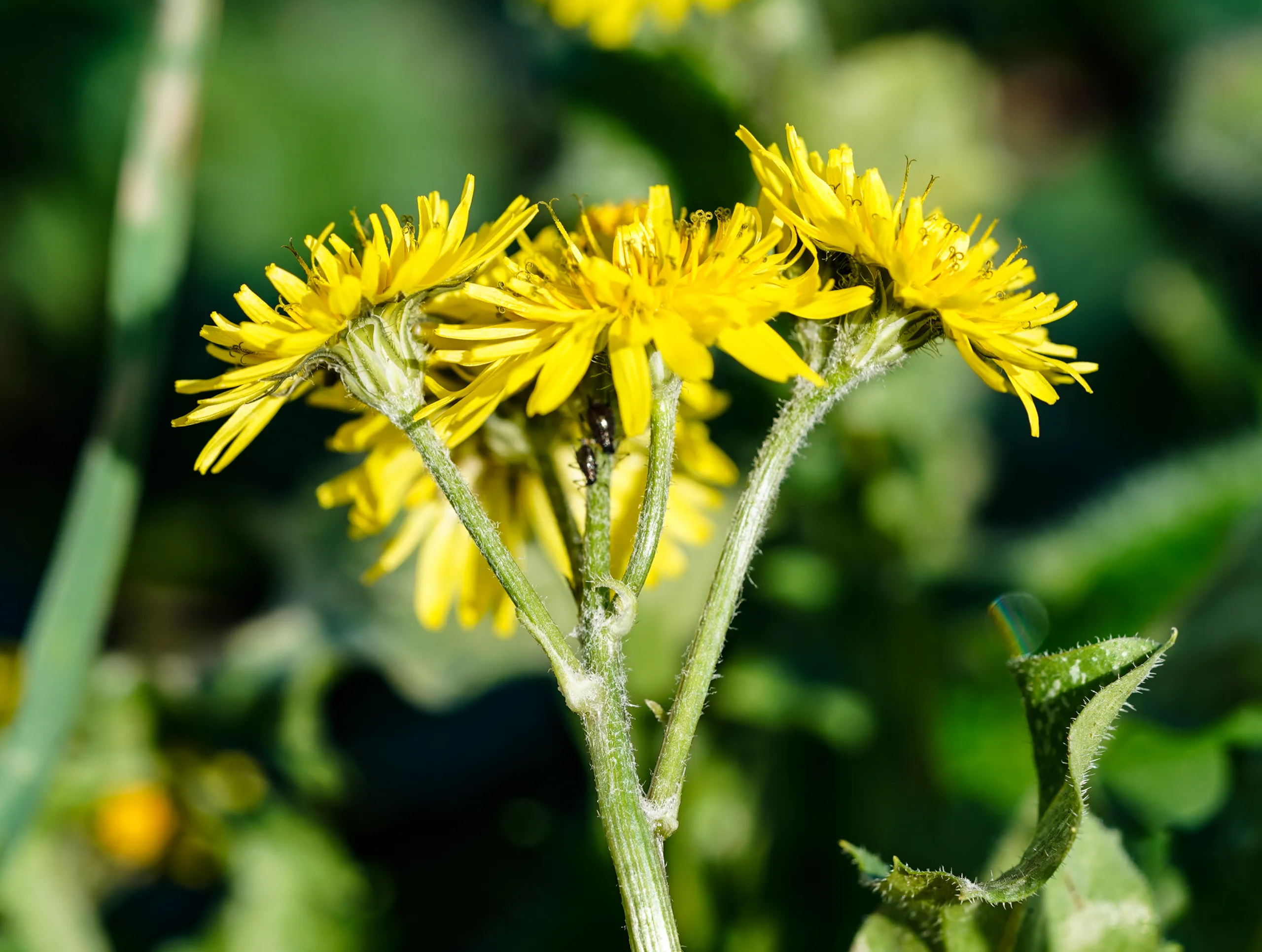 Crepis sancta