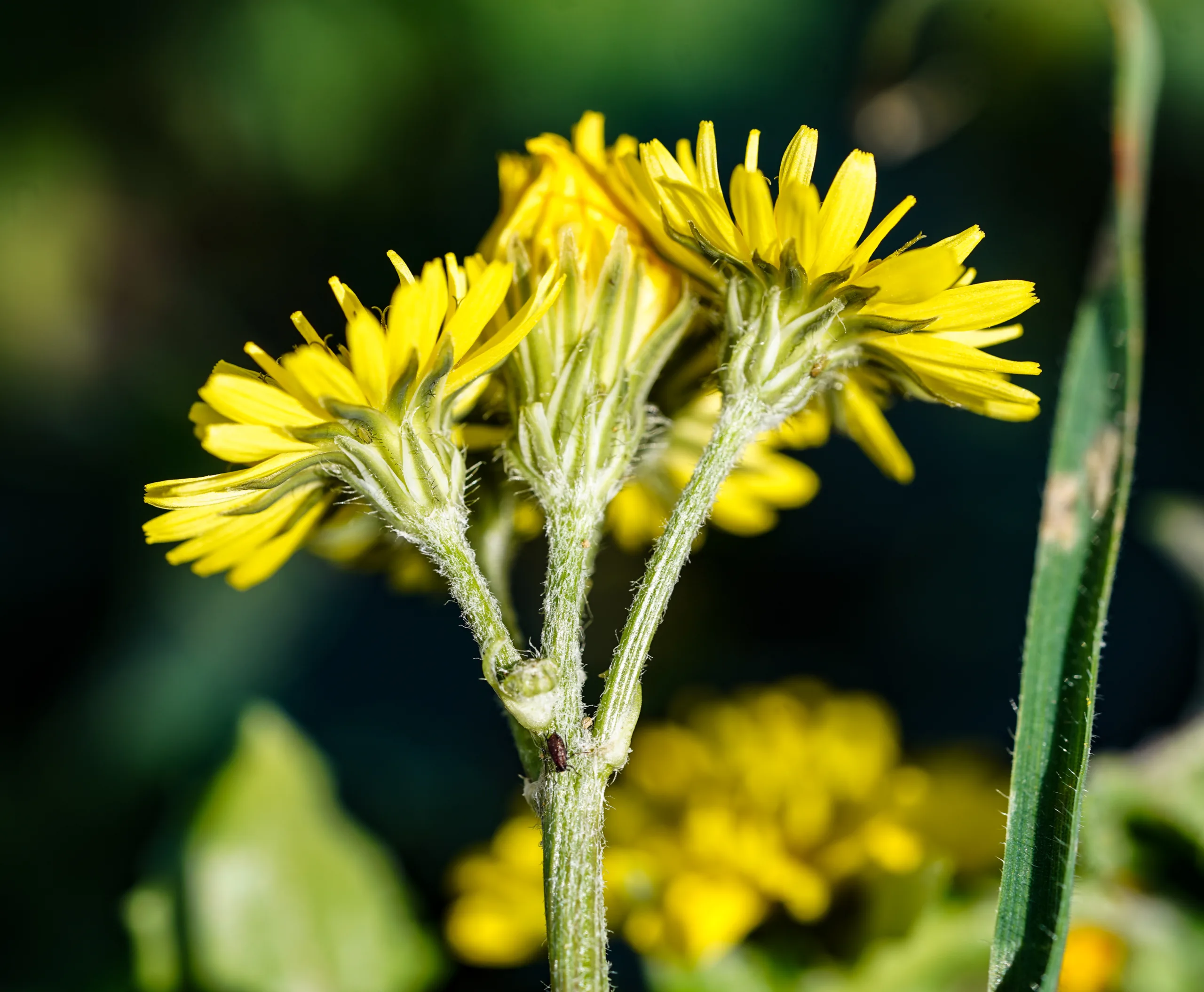 Crepis sancta