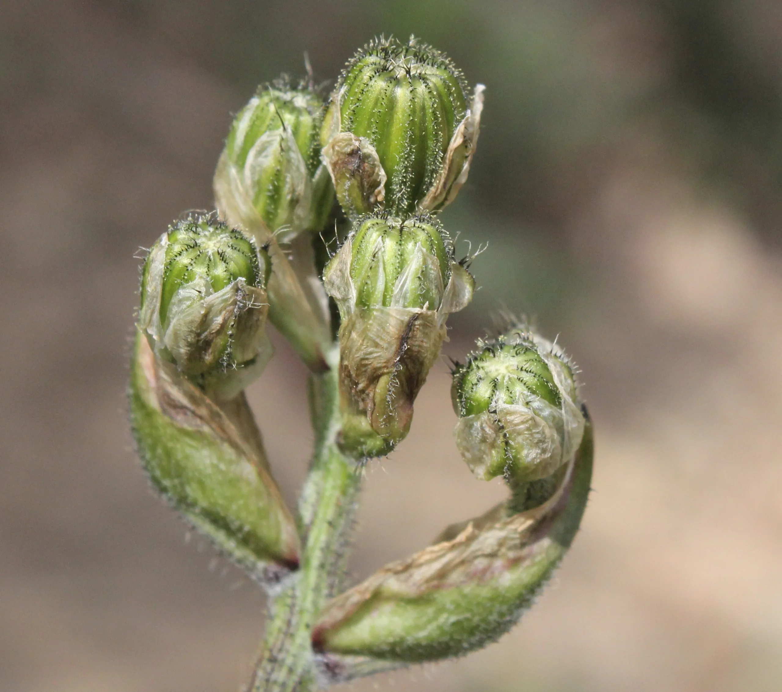 Crepis vesicaria