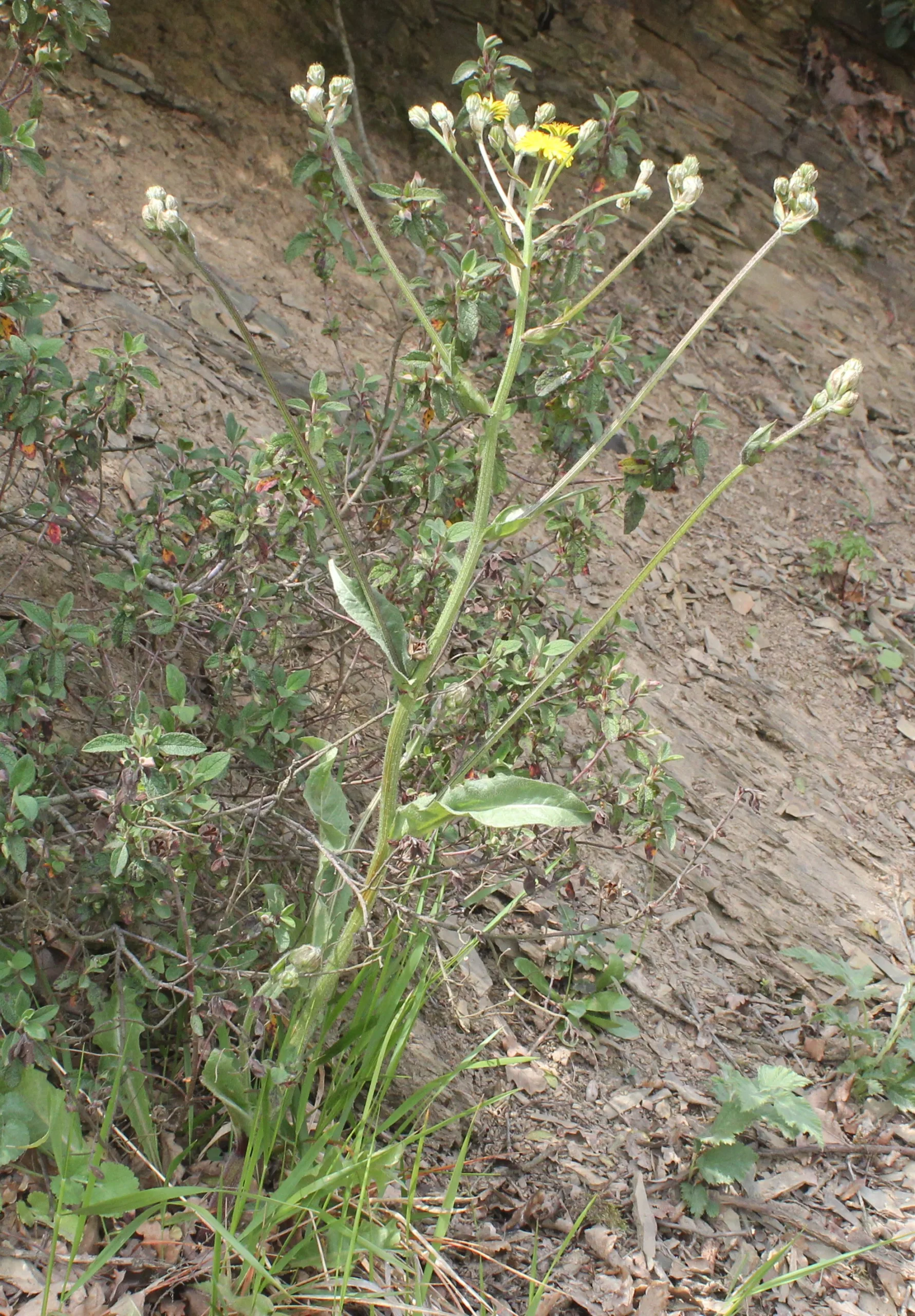 Crepis vesicaria