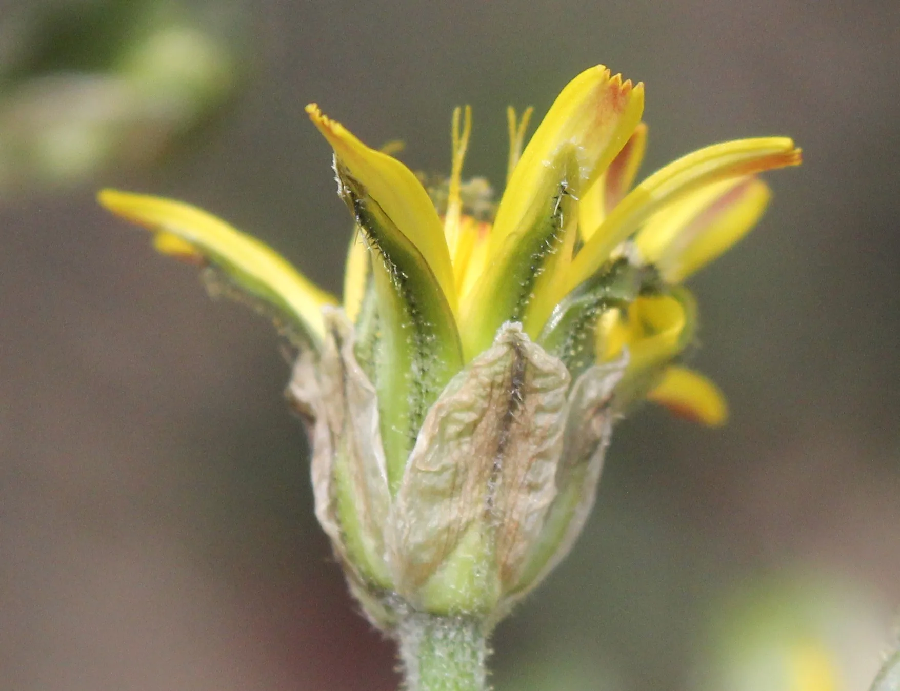 Crepis vesicaria