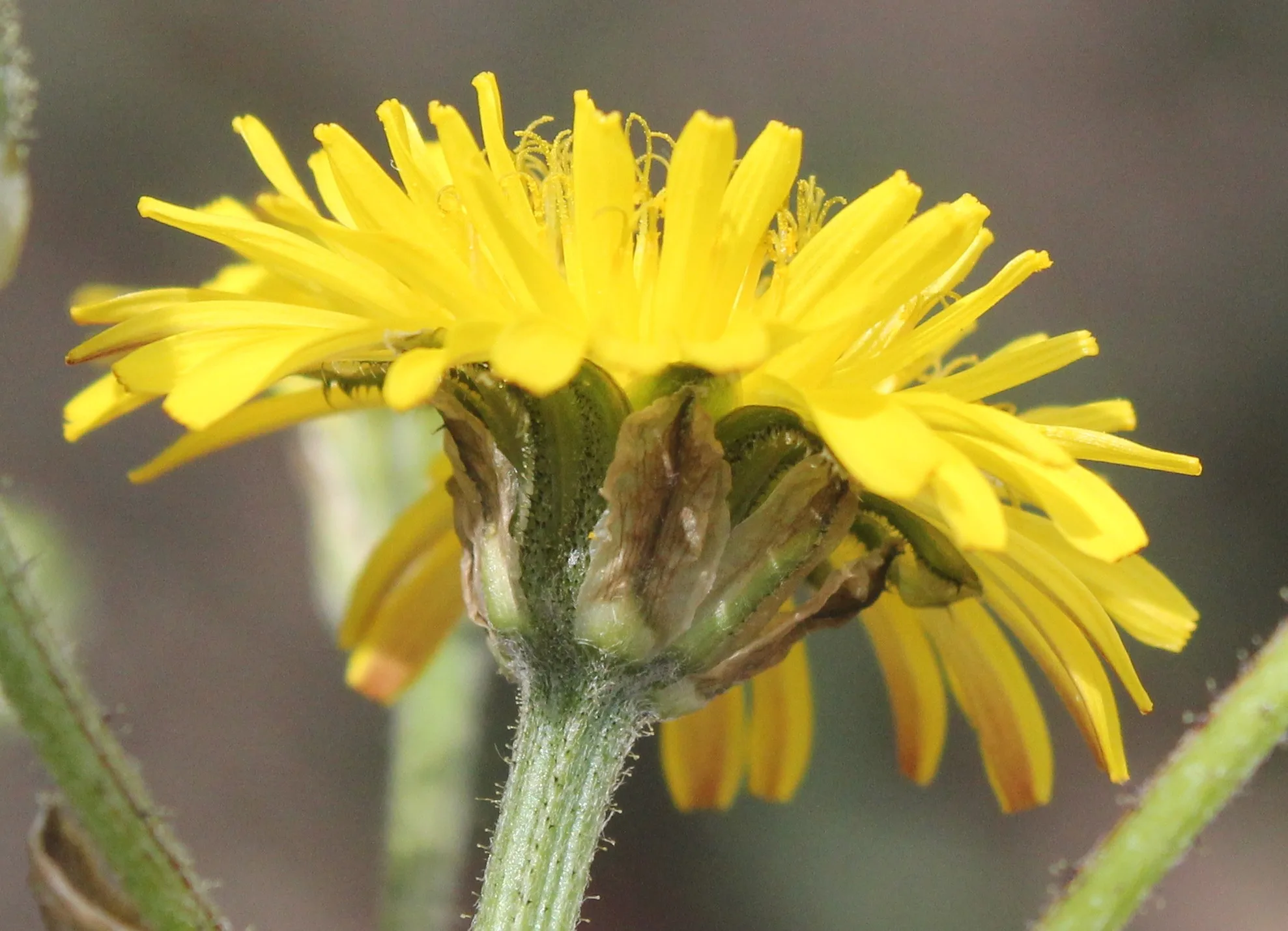 Crepis vesicaria