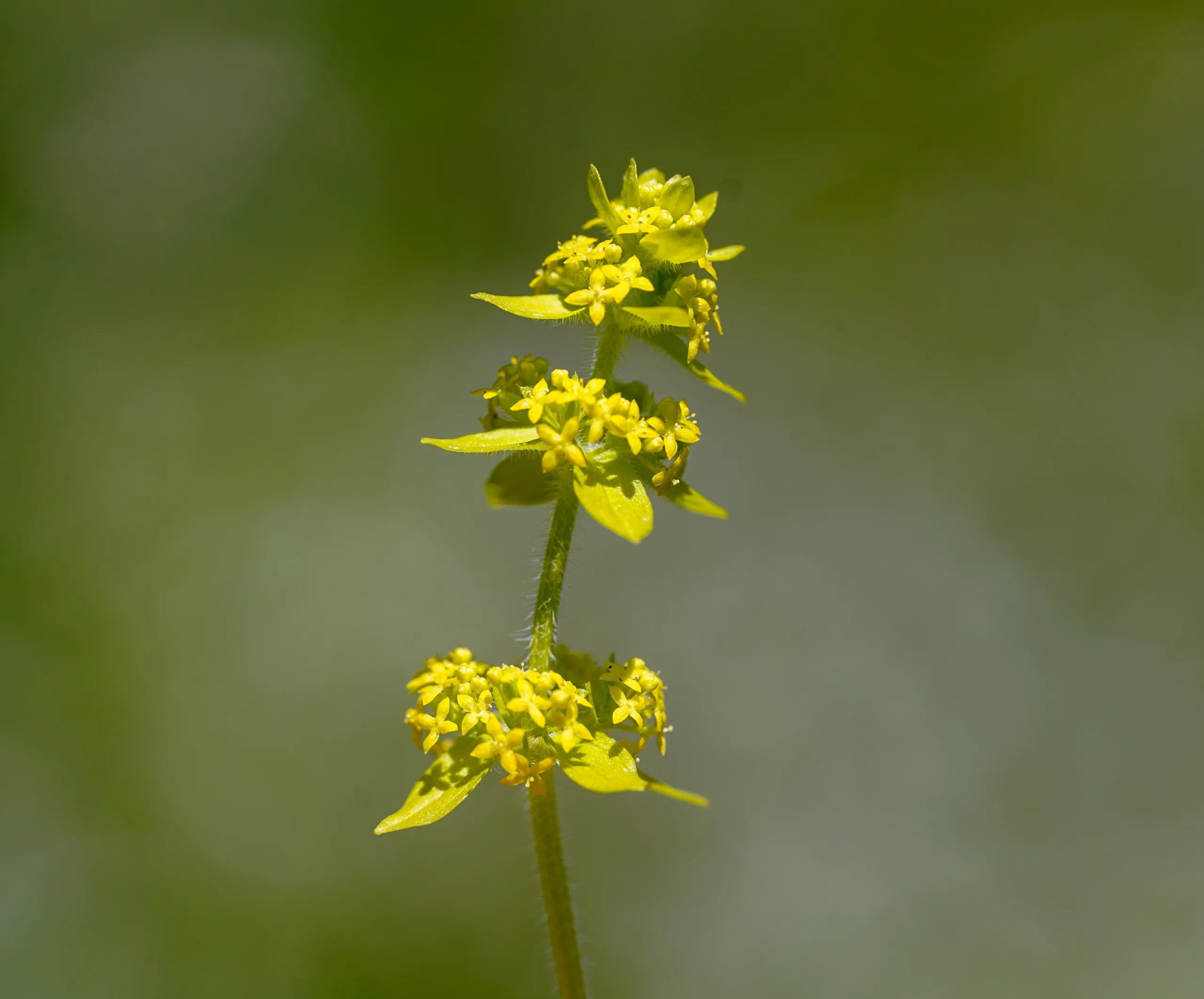 Cruciata laevipes