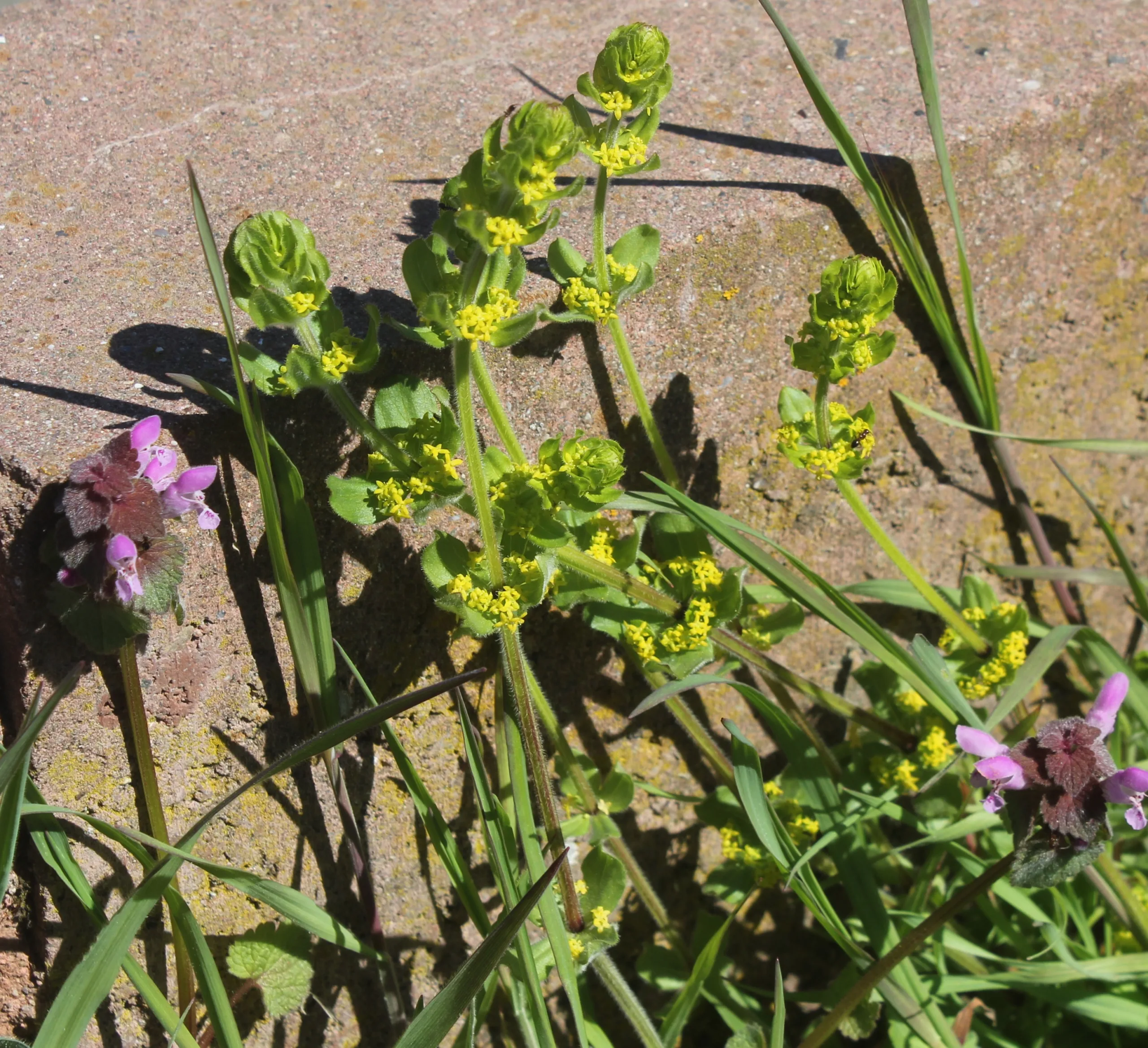 Cruciata laevipes