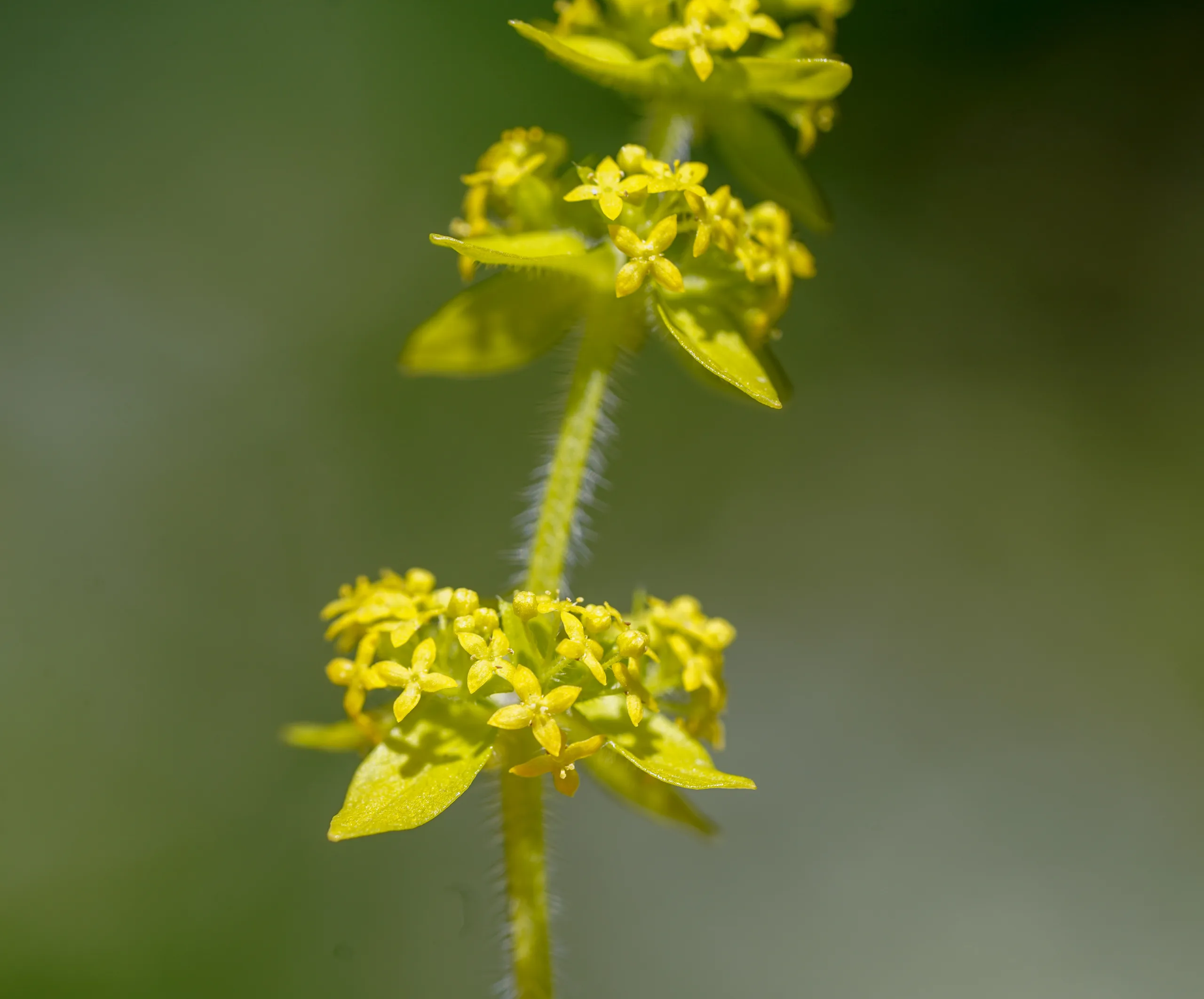 Cruciata laevipes