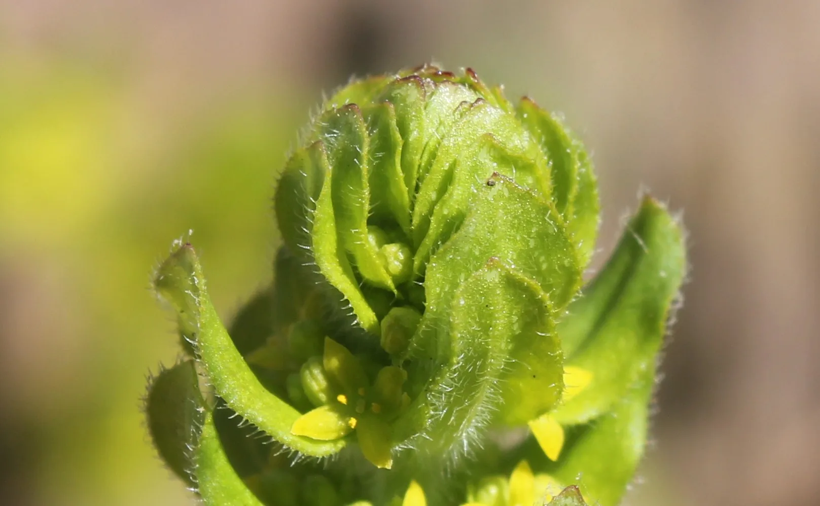 Cruciata laevipes