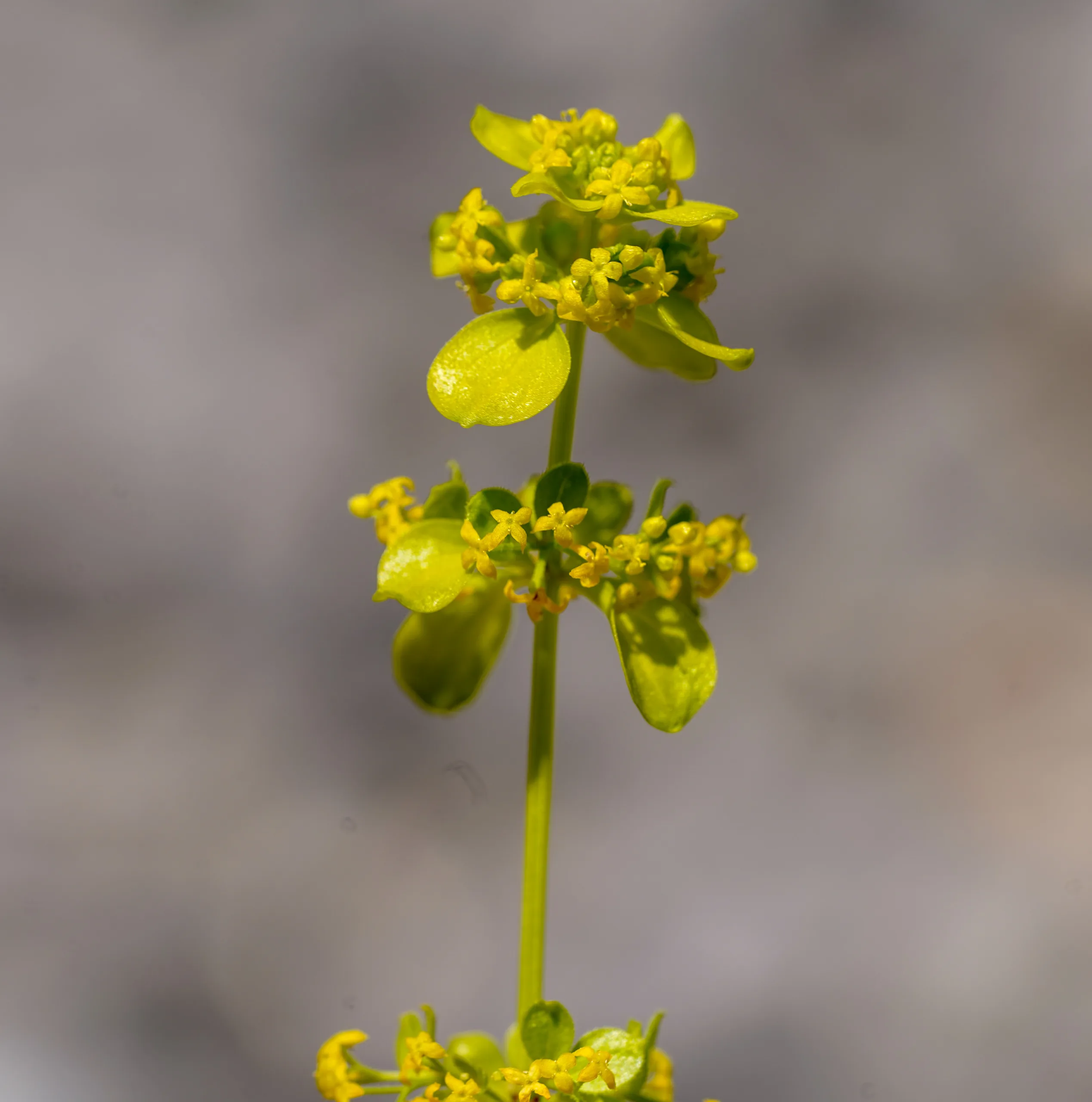 Cruciata taurica