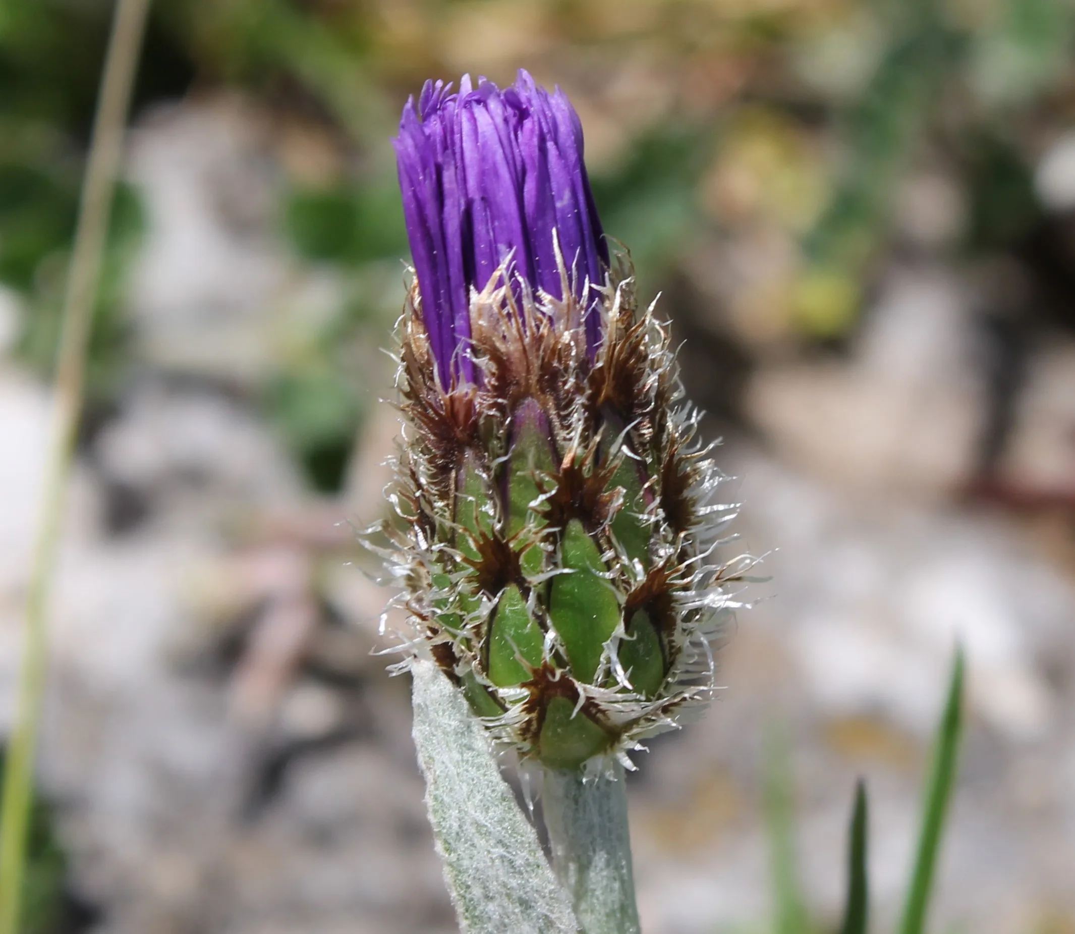Centaurea pichleri