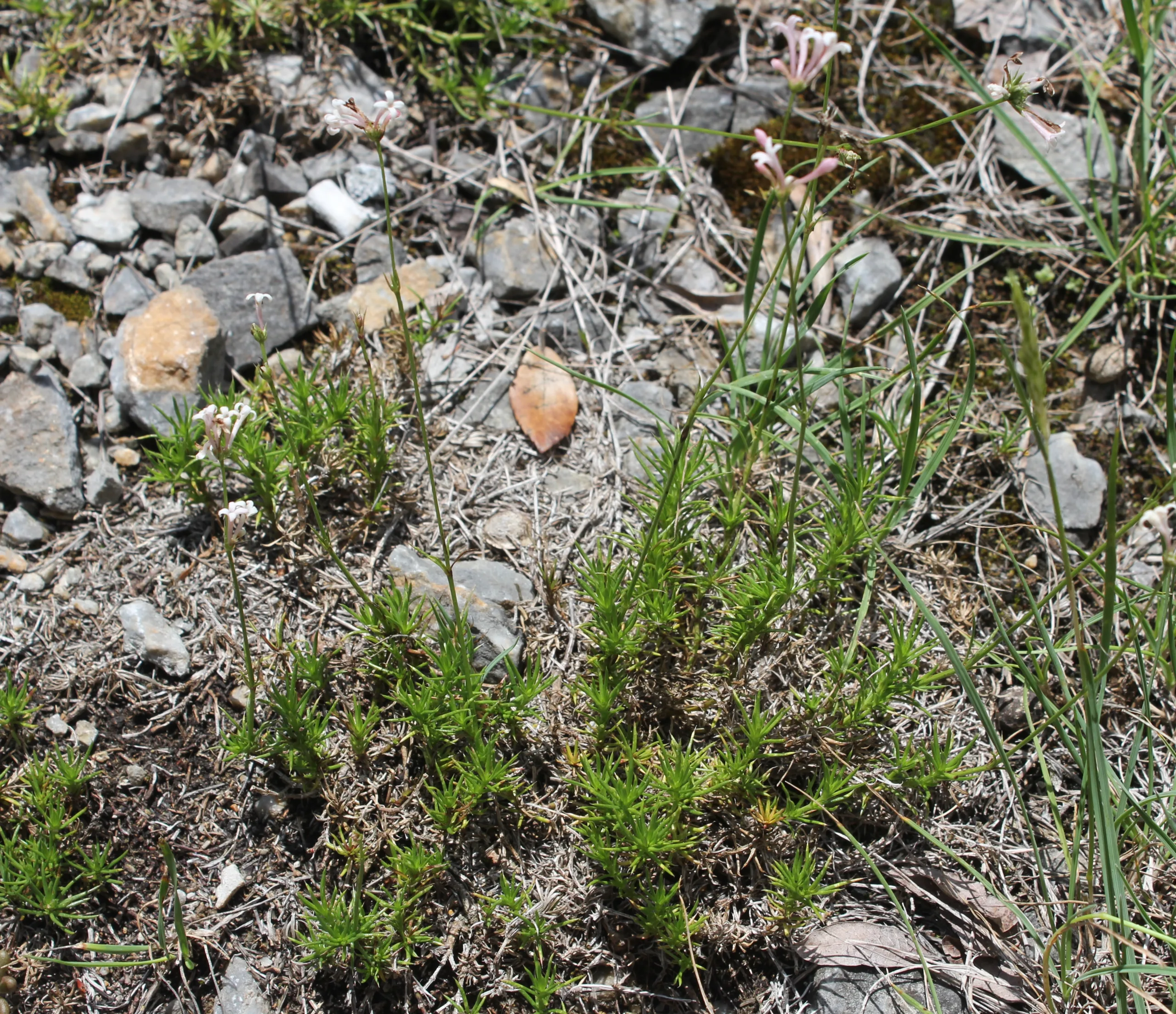Cynanchica pestalozzae