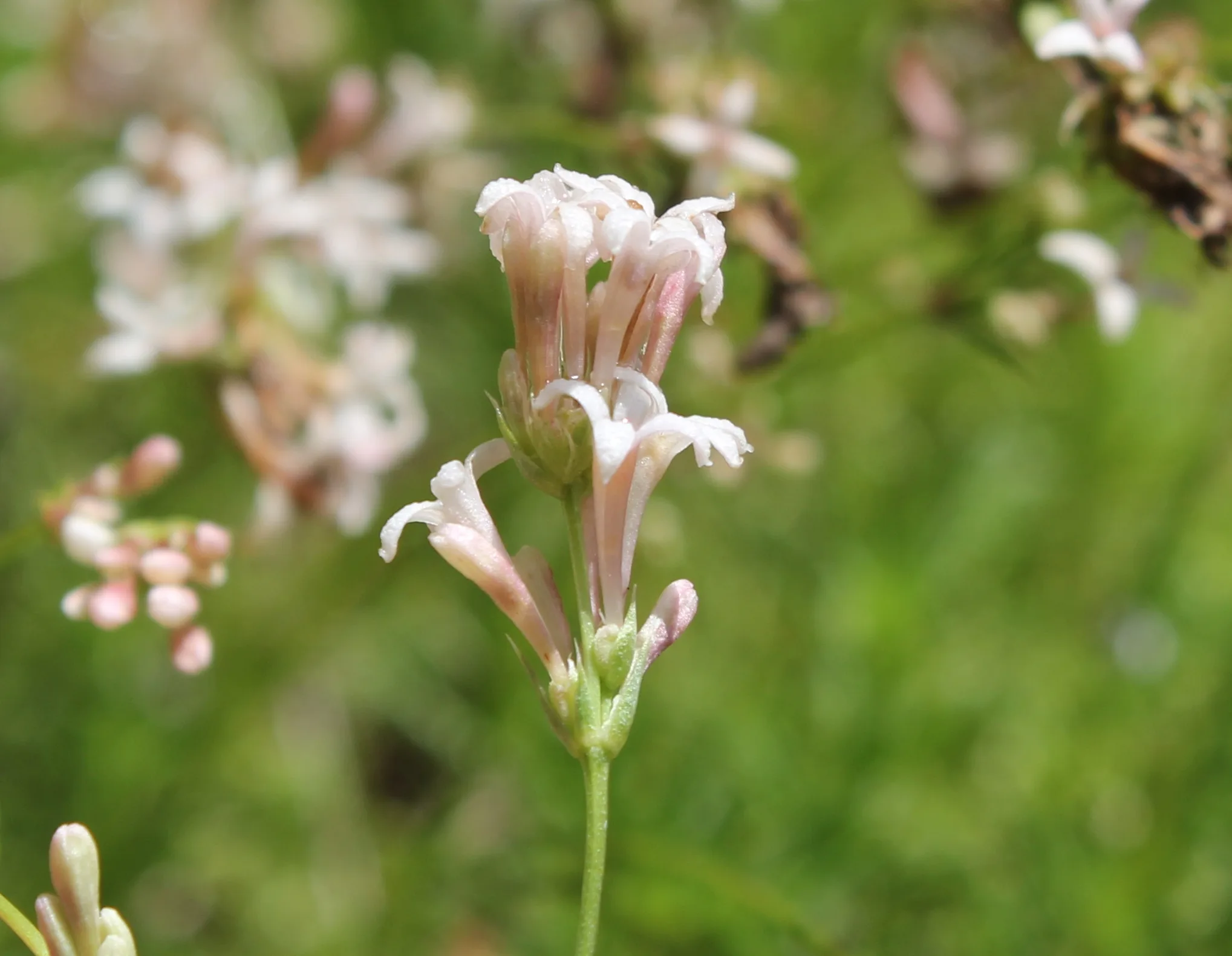 Cynanchica pestalozzae
