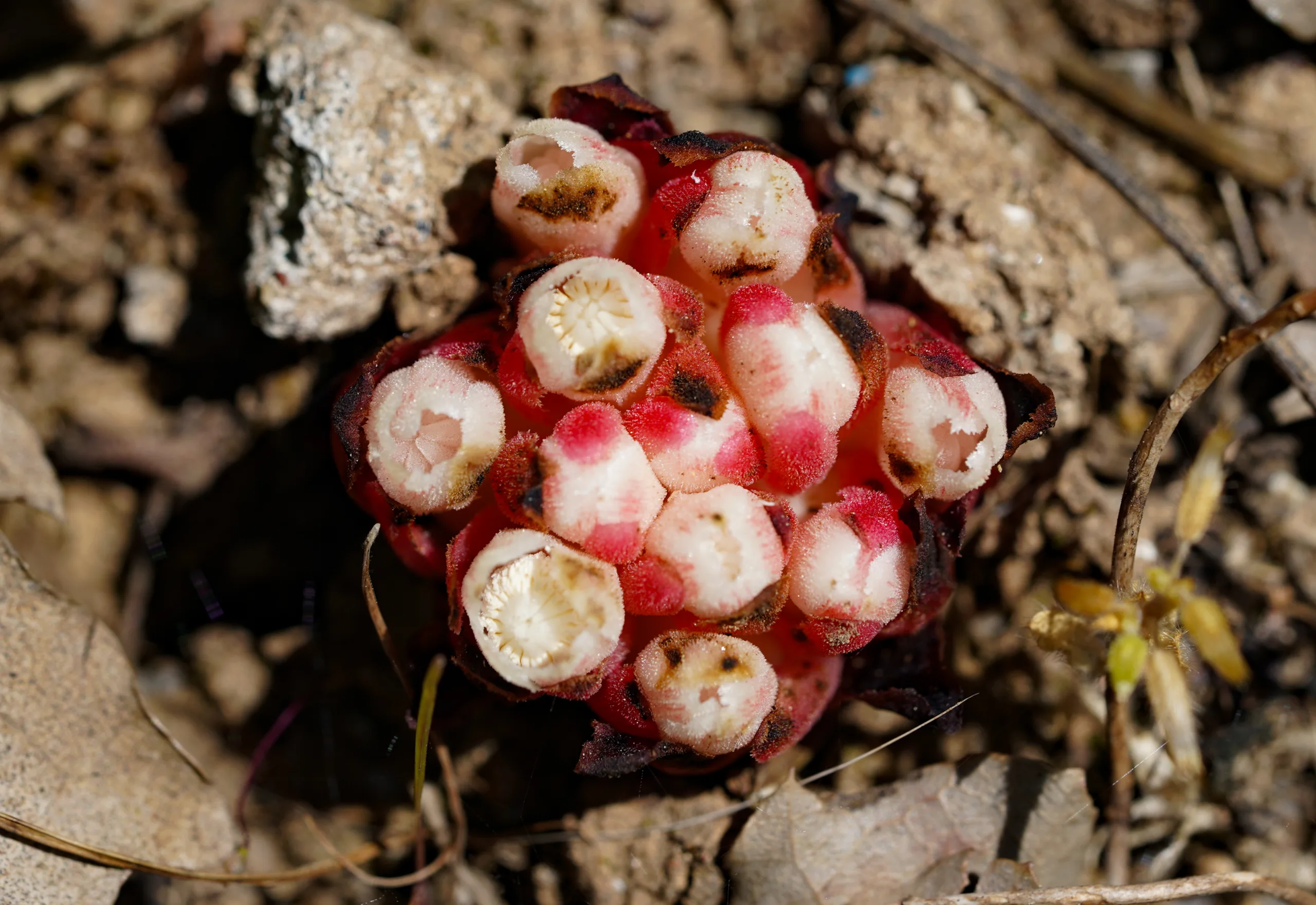 Cytinus ruber