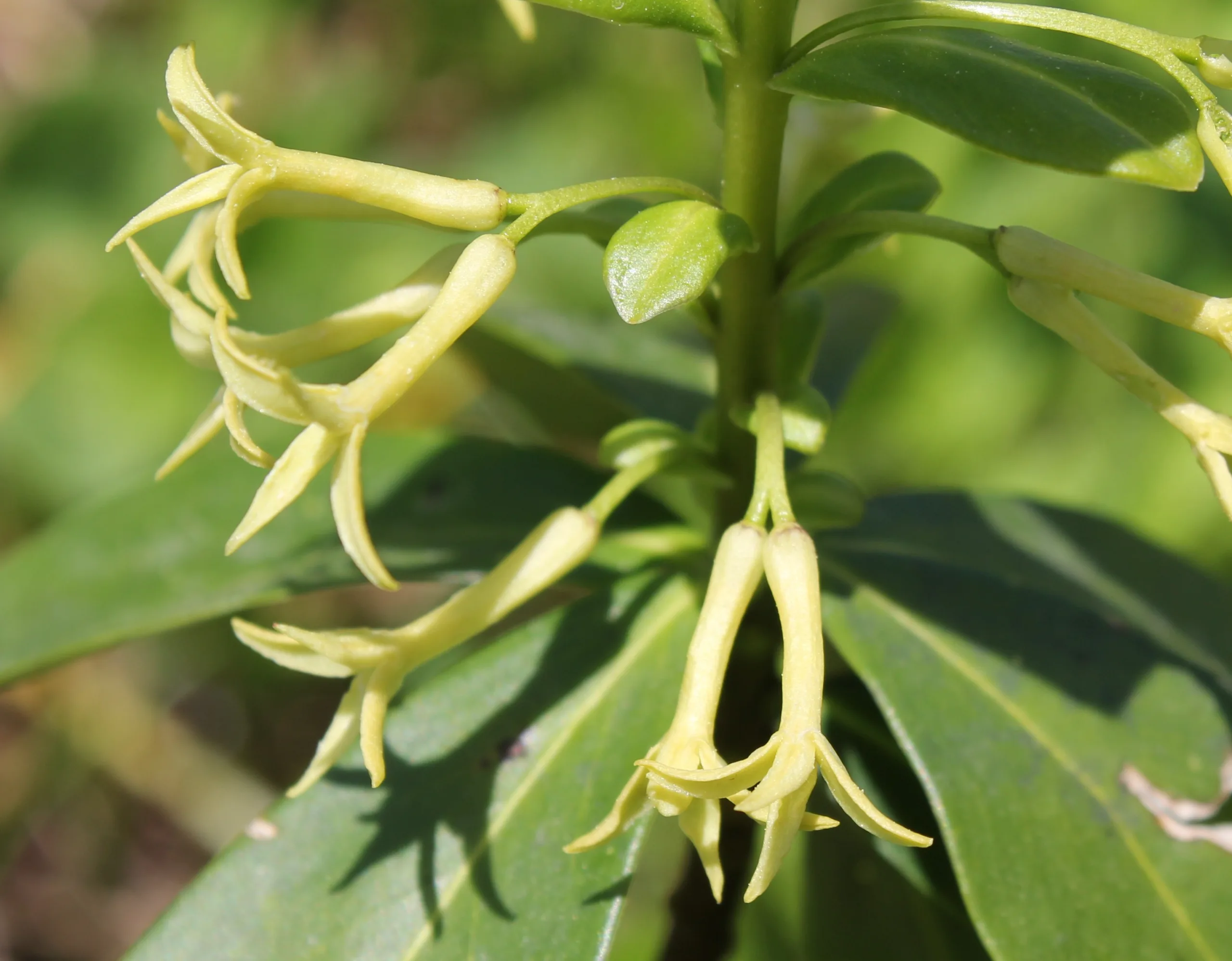 Daphne pontica