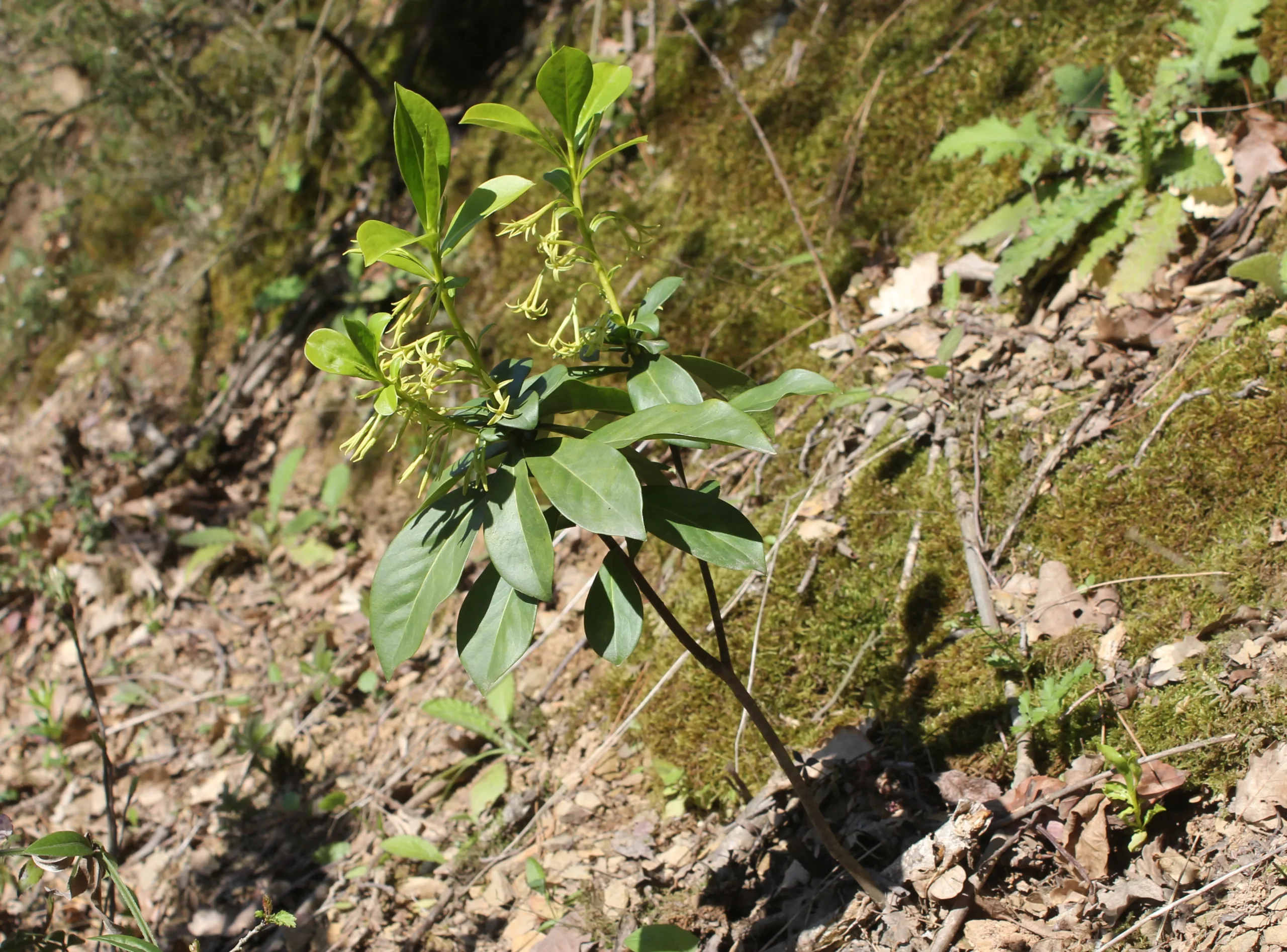 Daphne pontica
