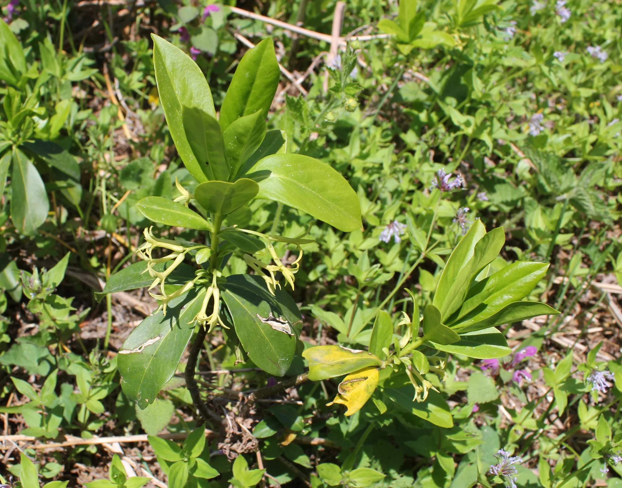 Daphne pontica
