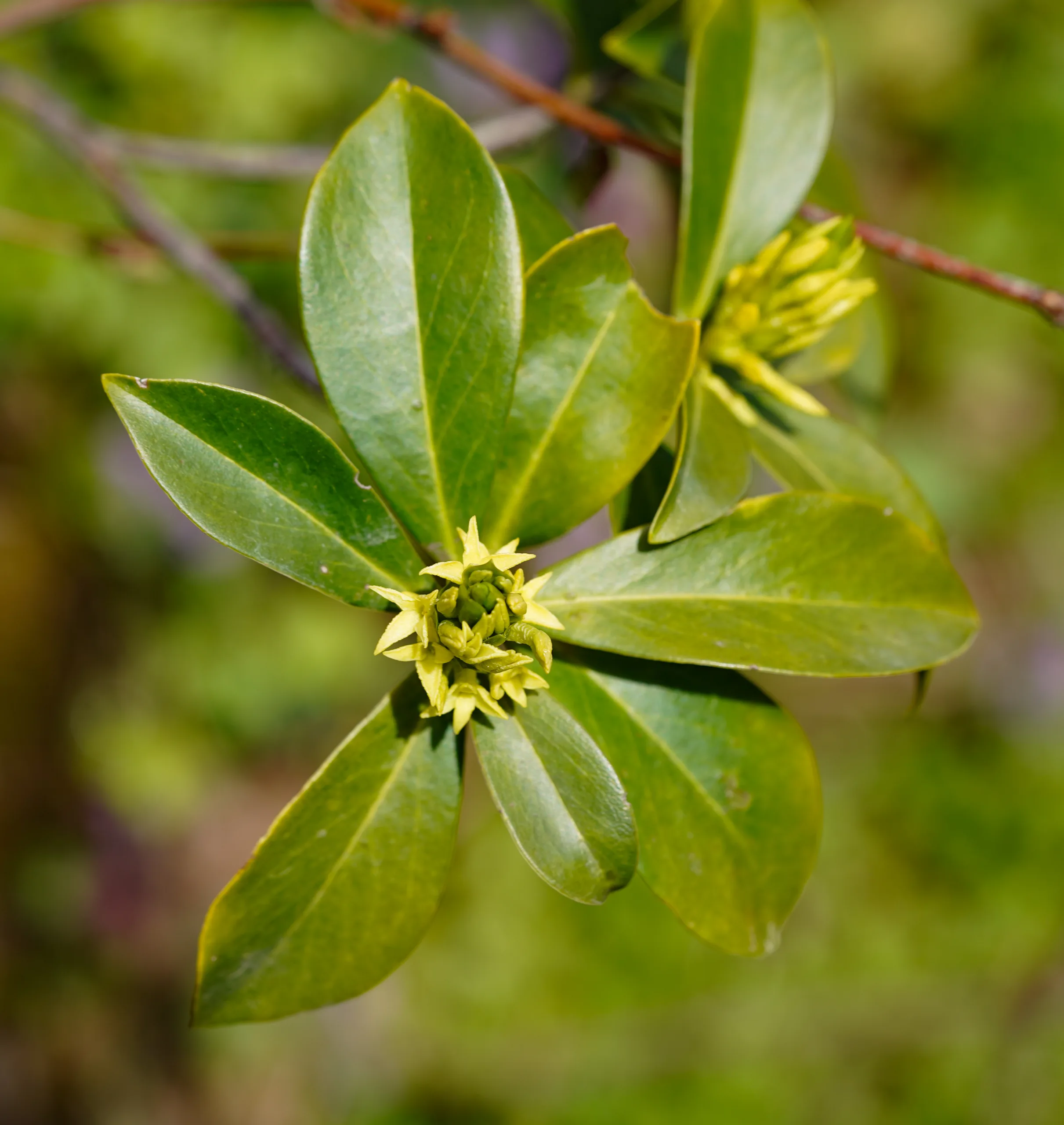 Daphne pontica