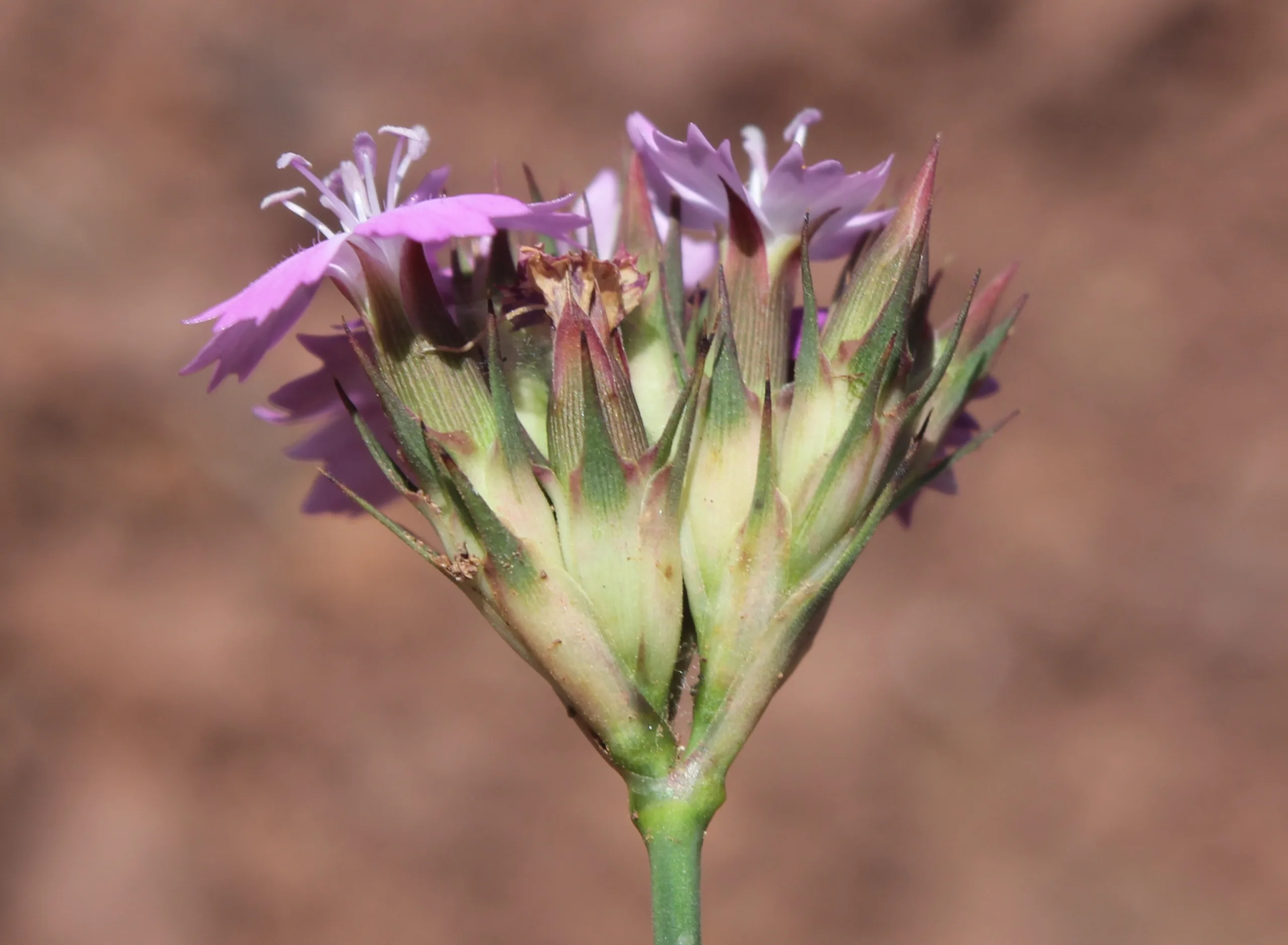 Dianthus pinifolius