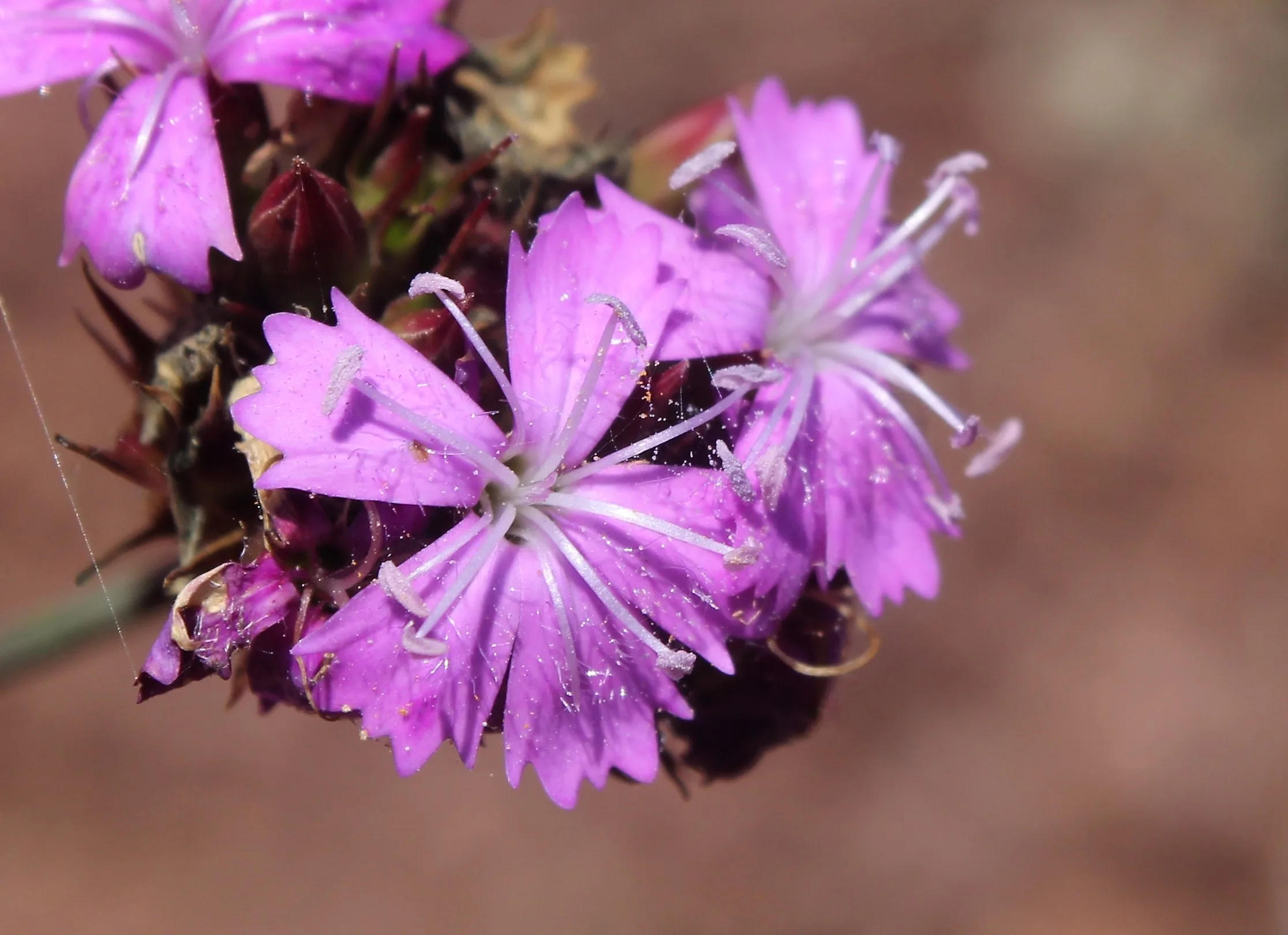 Dianthus pinifolius
