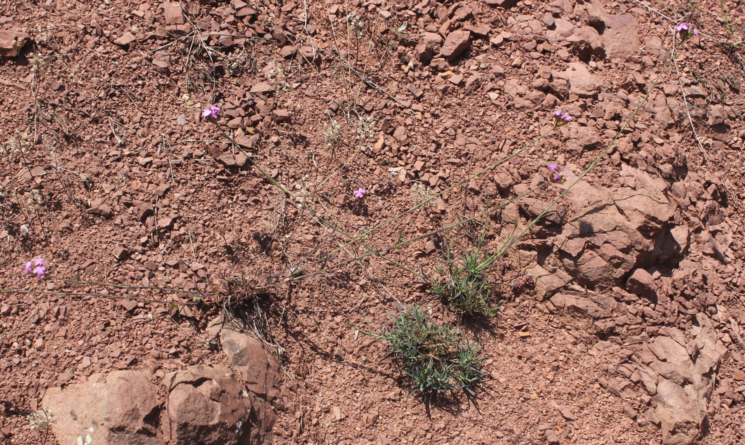Dianthus pinifolius