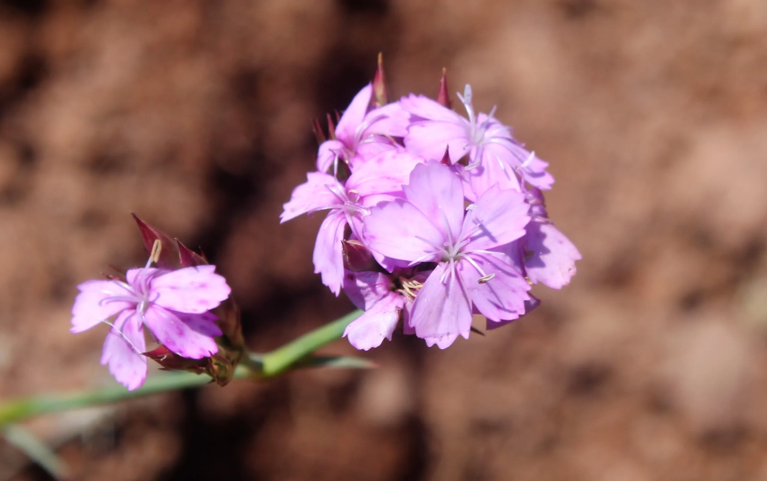 Dianthus pinifolius