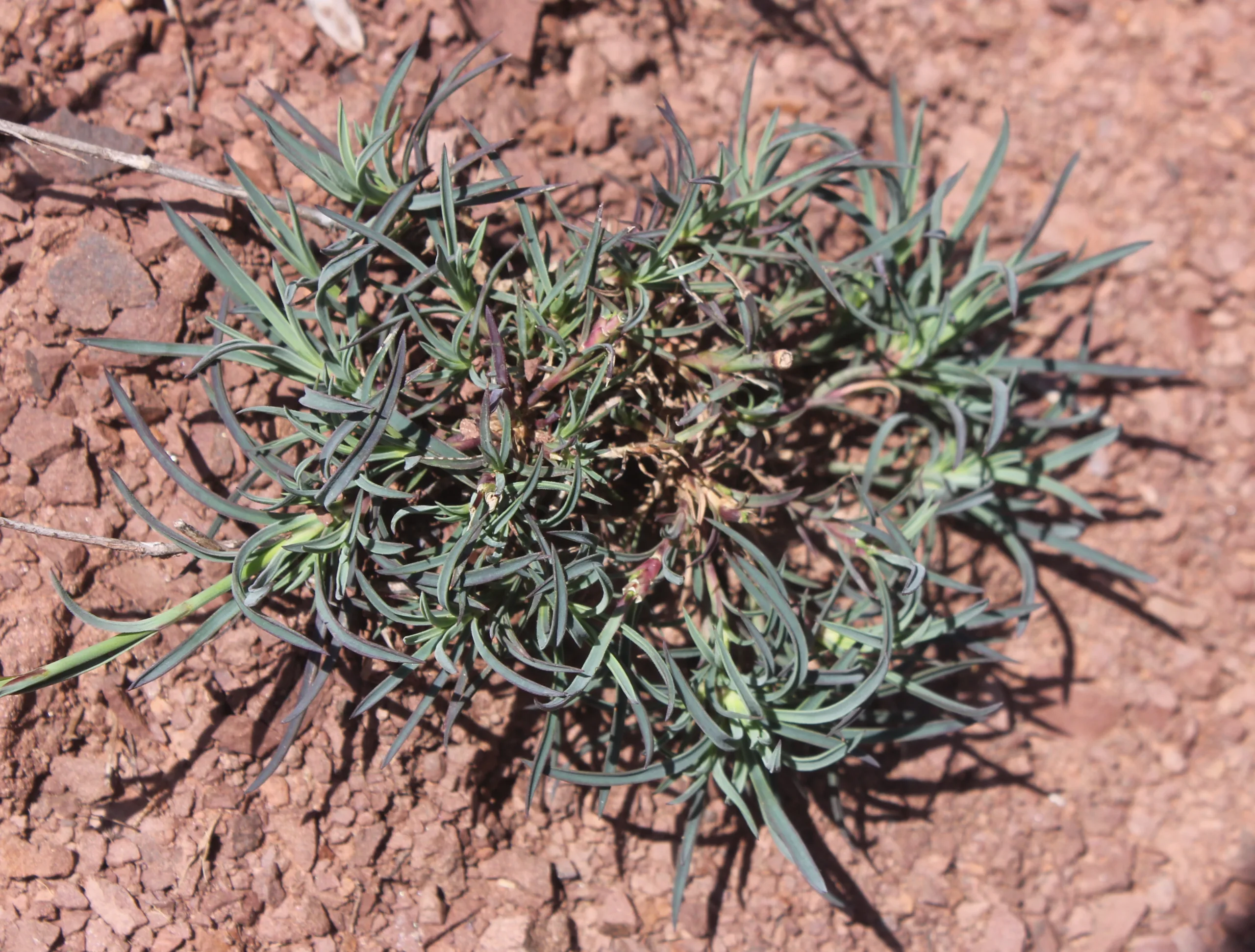 Dianthus pinifolius