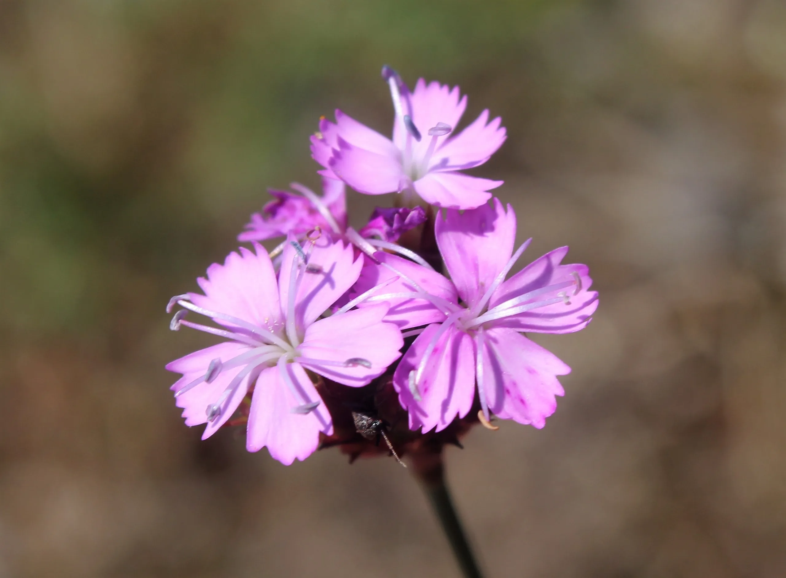 Dianthus pinifolius