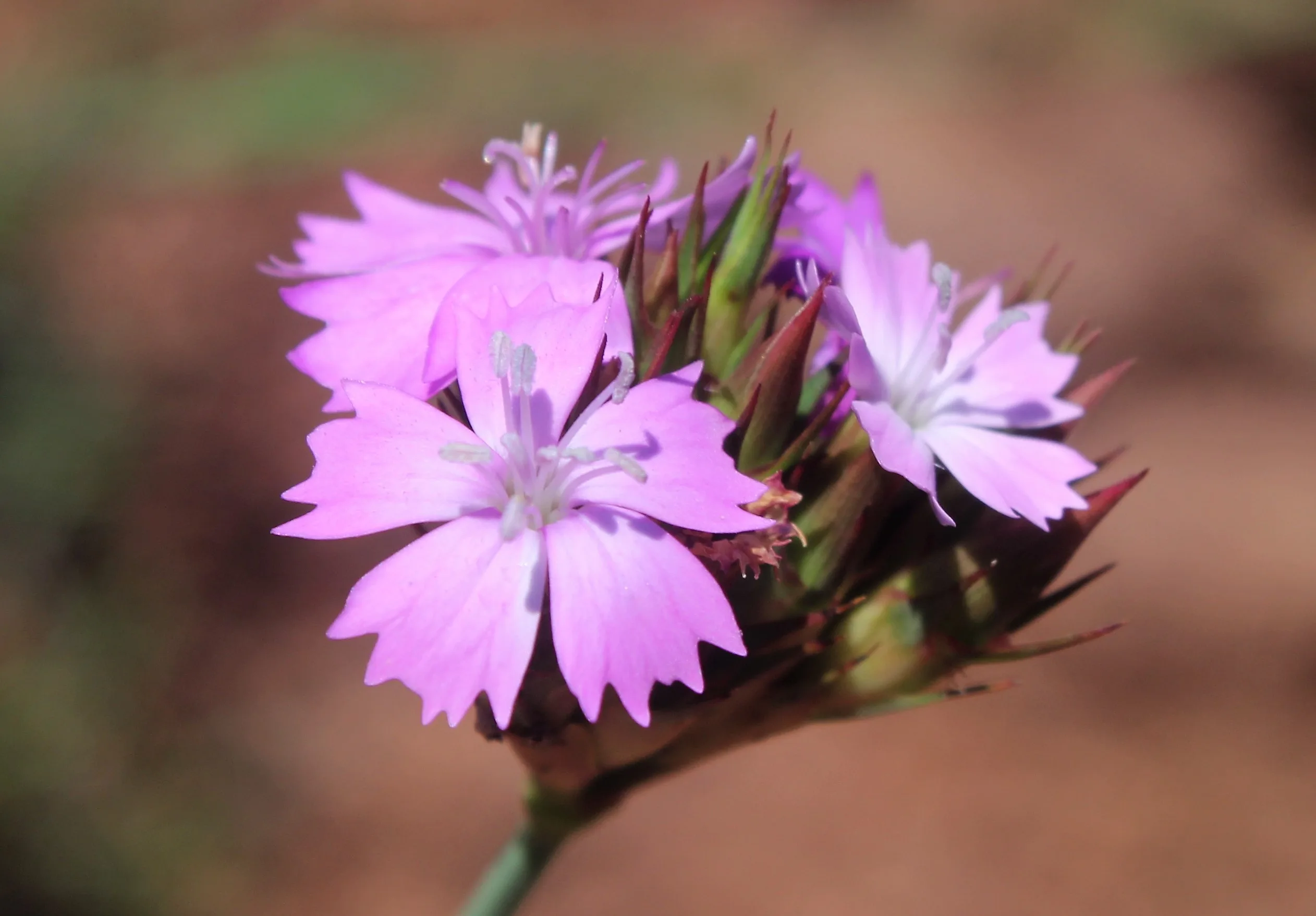 Dianthus pinifolius