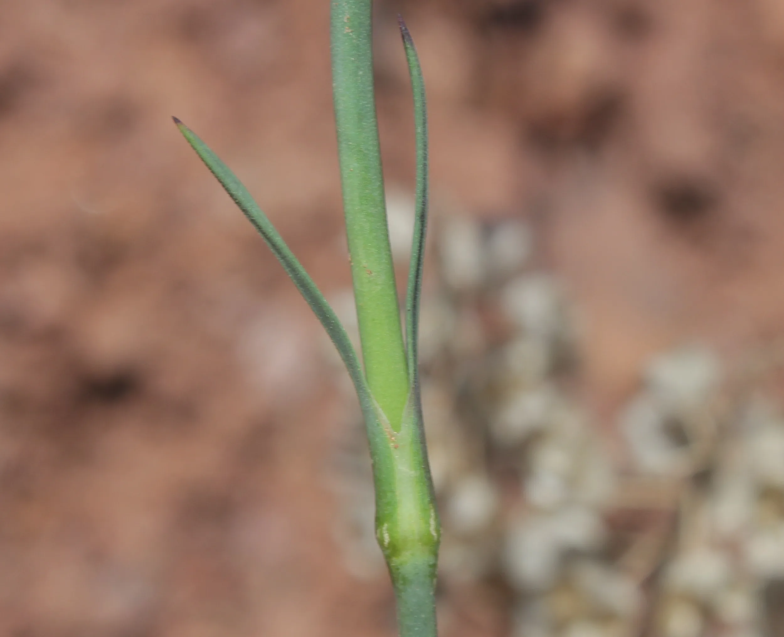 Dianthus pinifolius