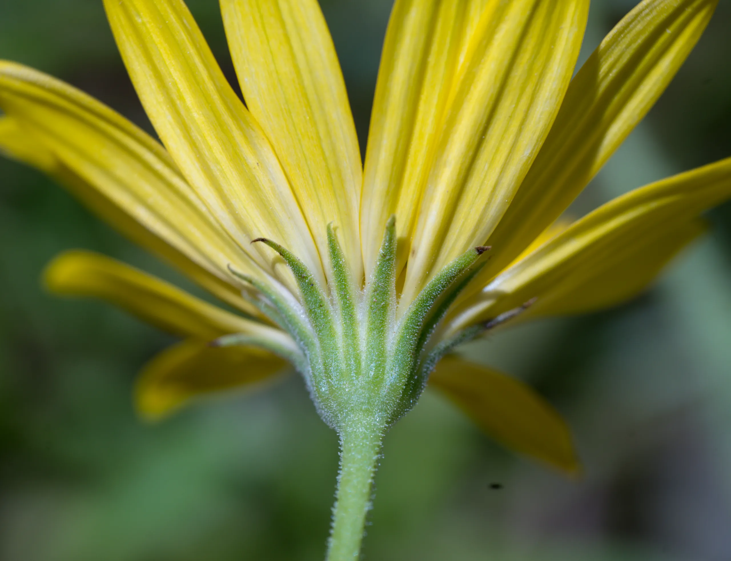 Dimorphotheca ecklonis