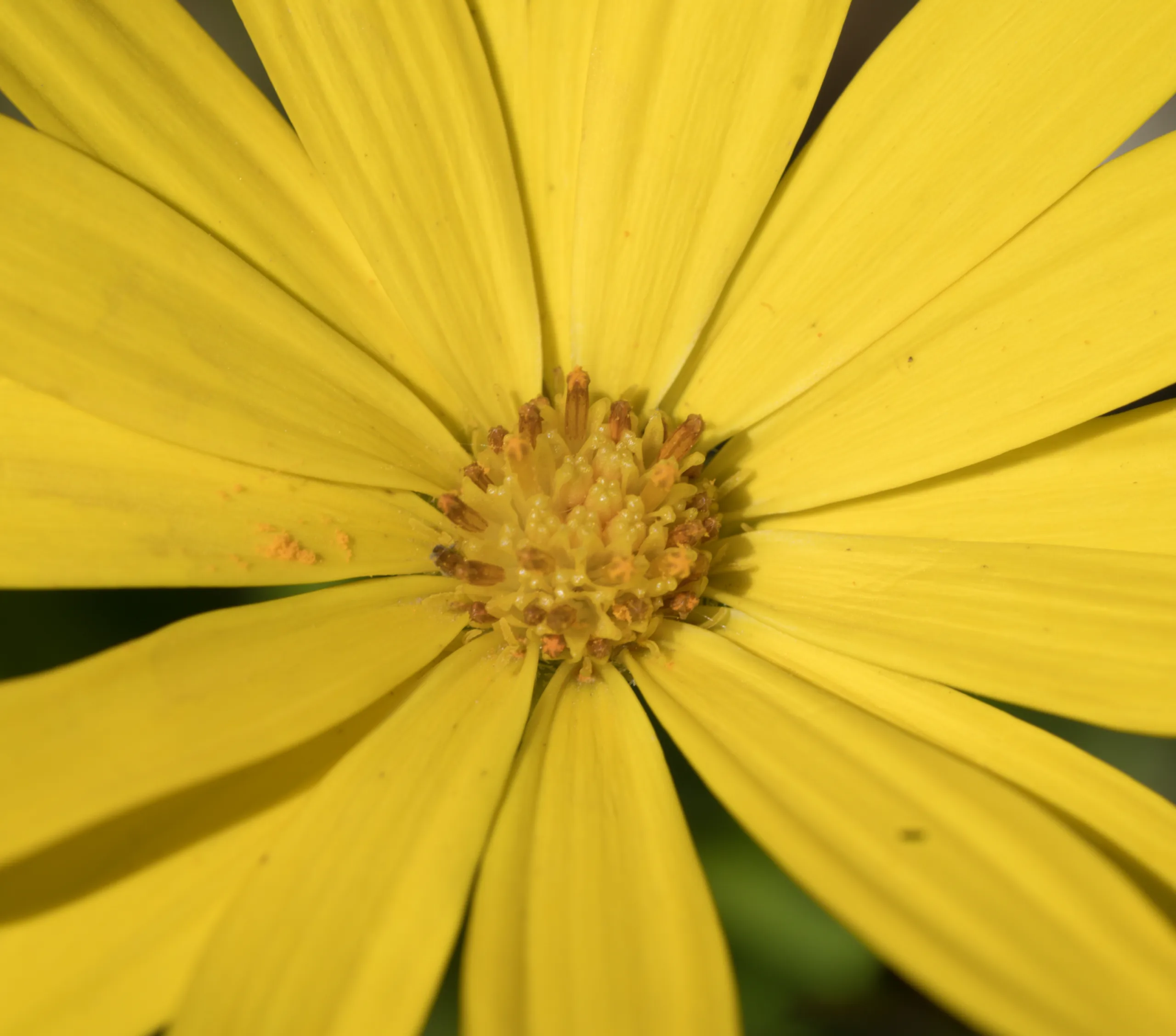 Dimorphotheca ecklonis