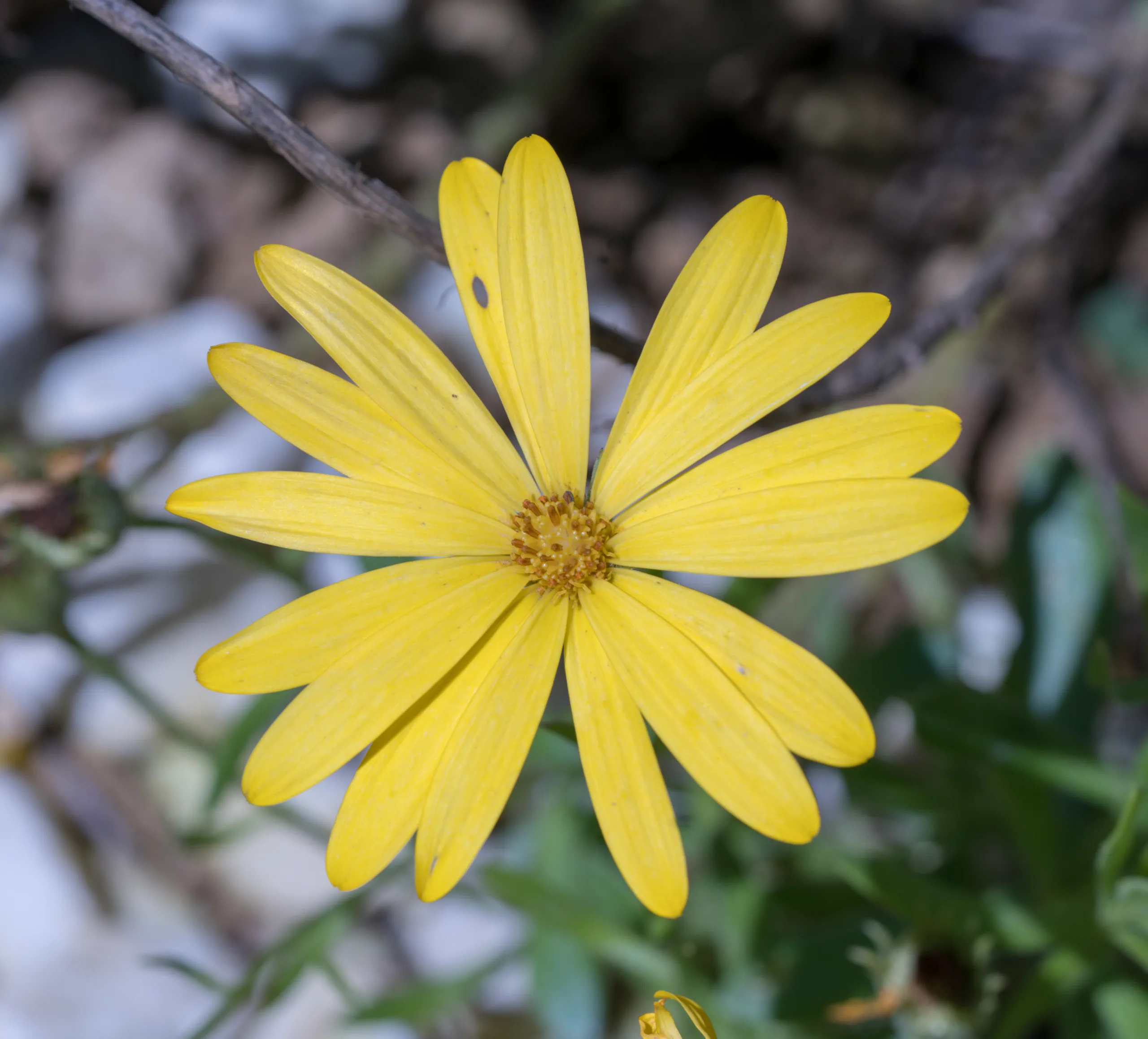 Dimorphotheca ecklonis