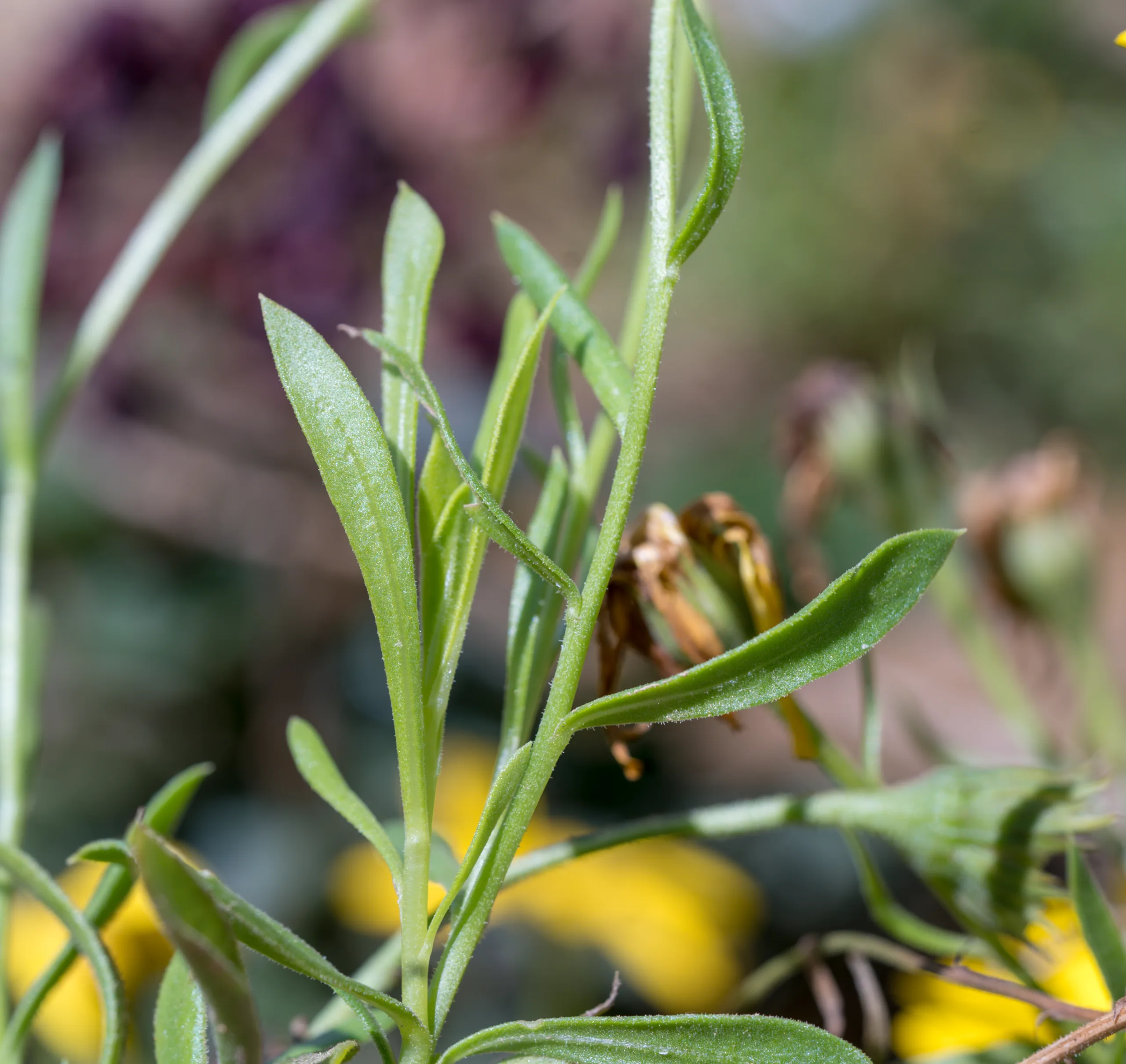 Dimorphotheca ecklonis