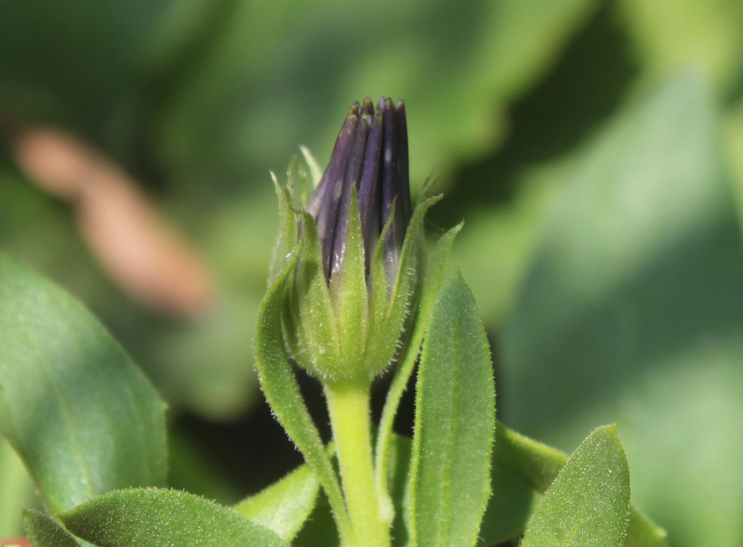 Dimorphotheca ecklonis