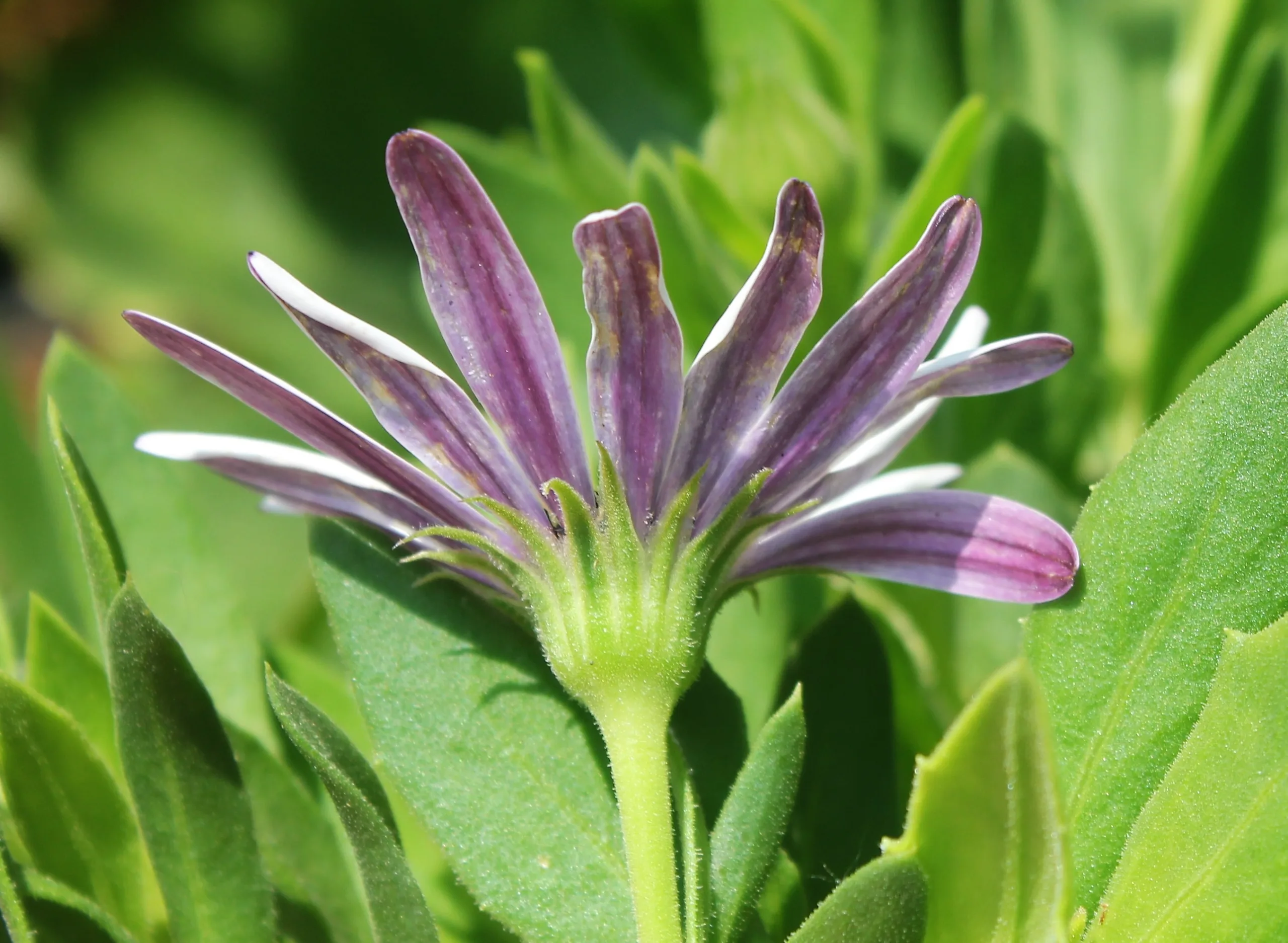 Dimorphotheca ecklonis