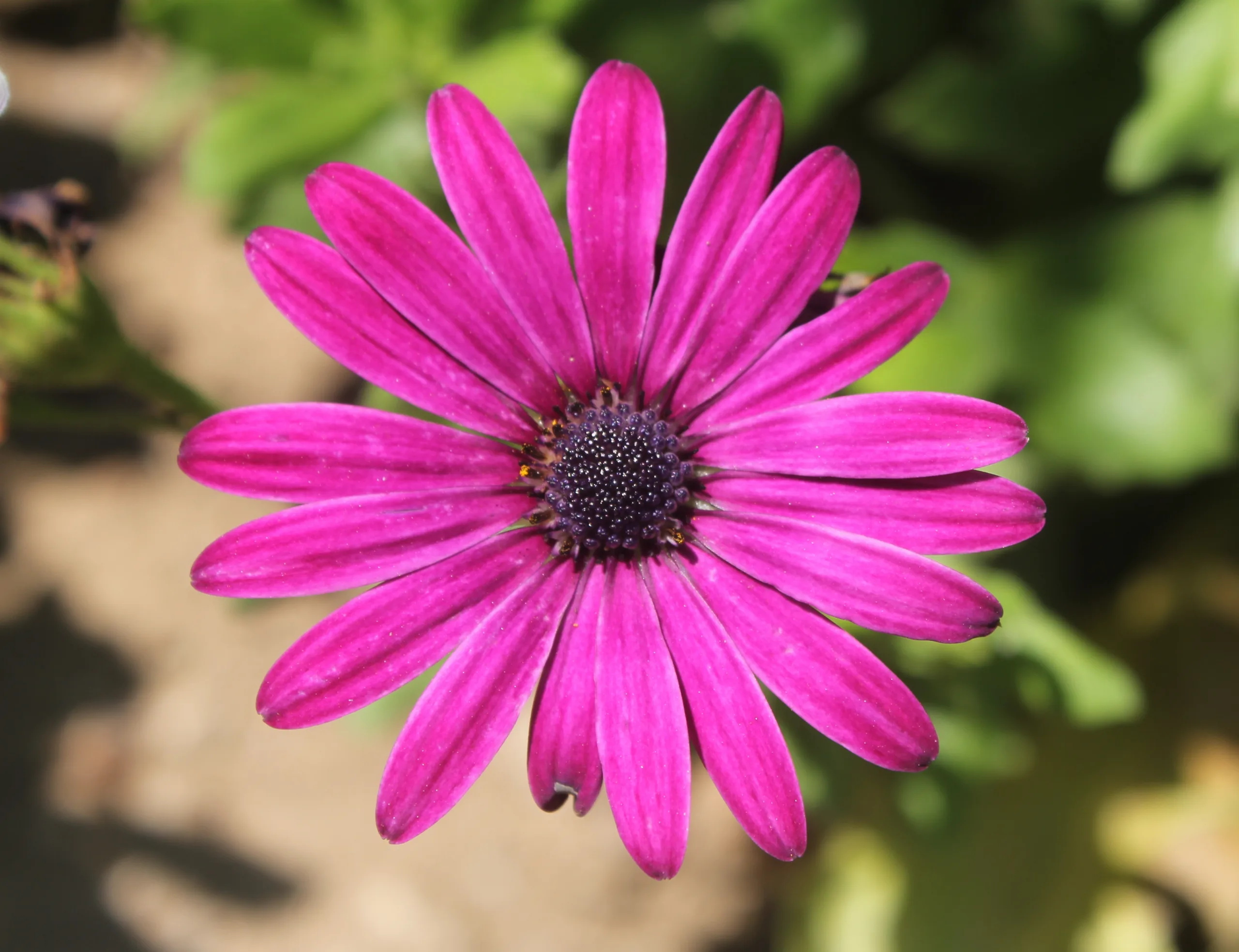 Dimorphotheca ecklonis