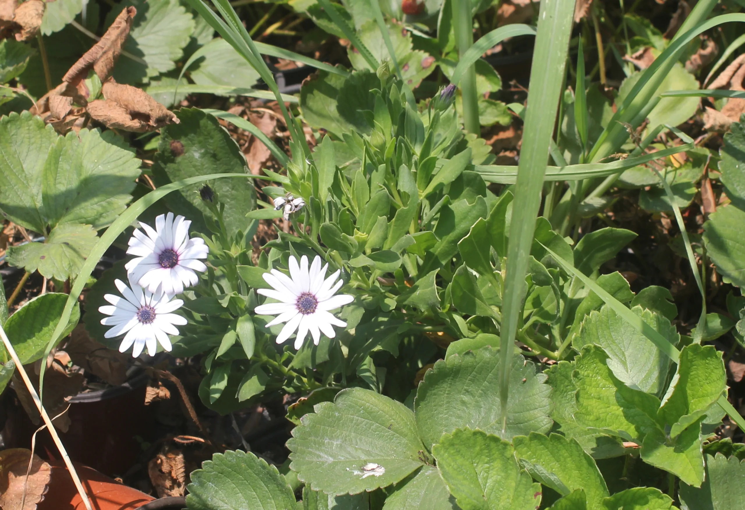 Dimorphotheca ecklonis