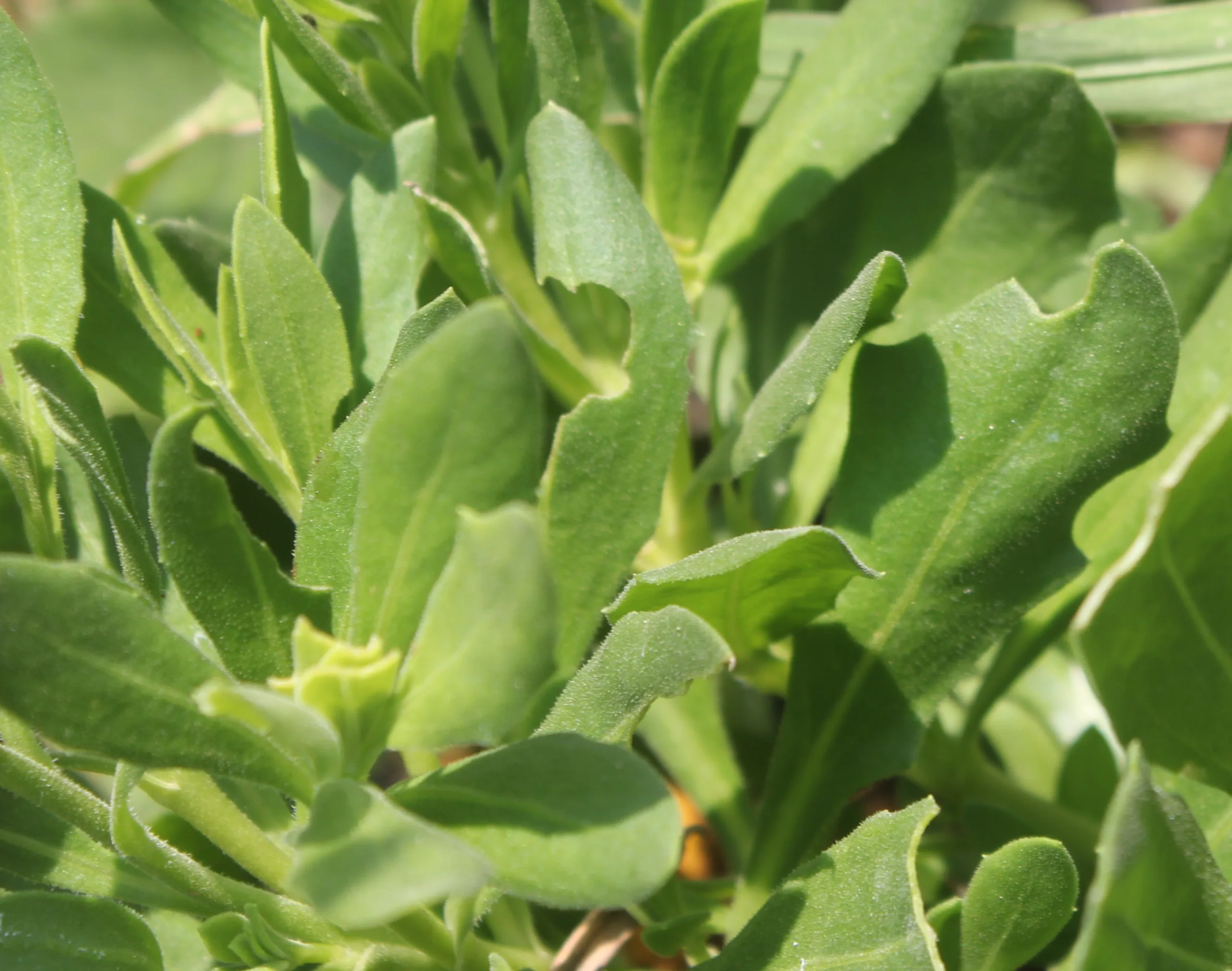 Dimorphotheca ecklonis