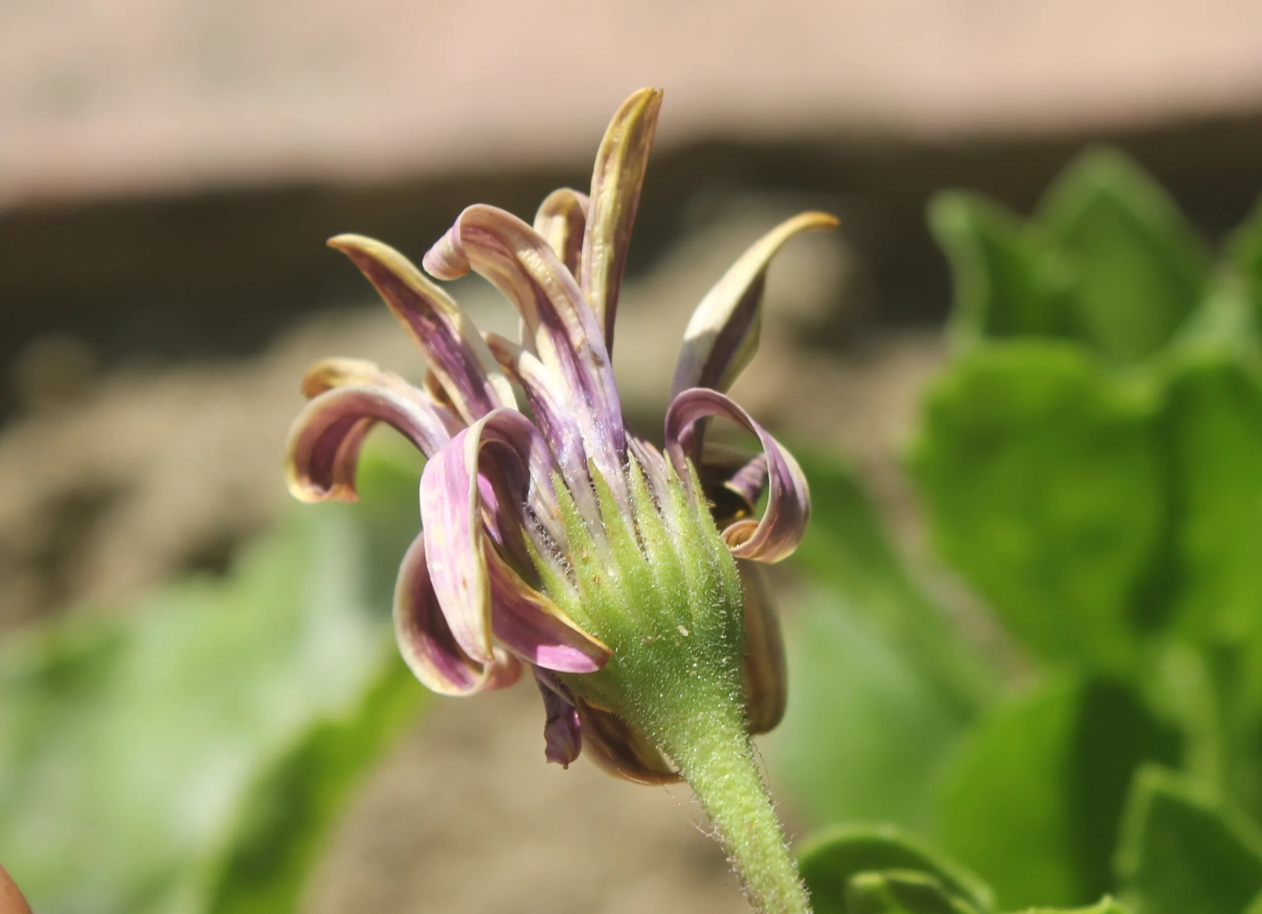 Dimorphotheca ecklonis