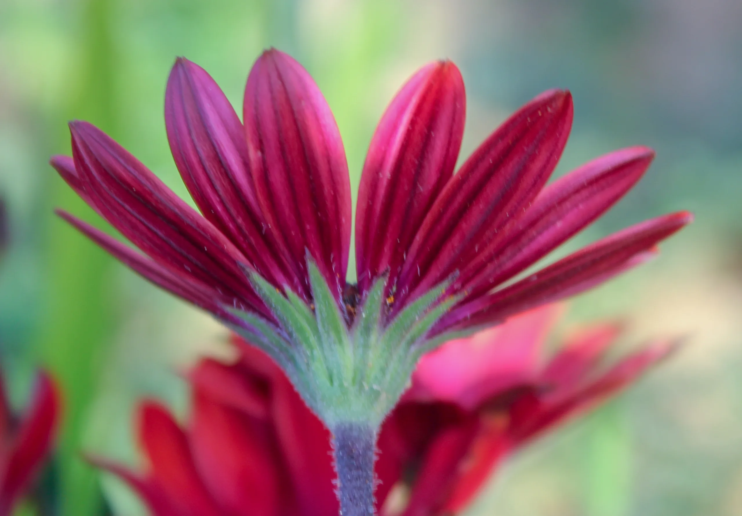 Dimorphotheca ecklonis